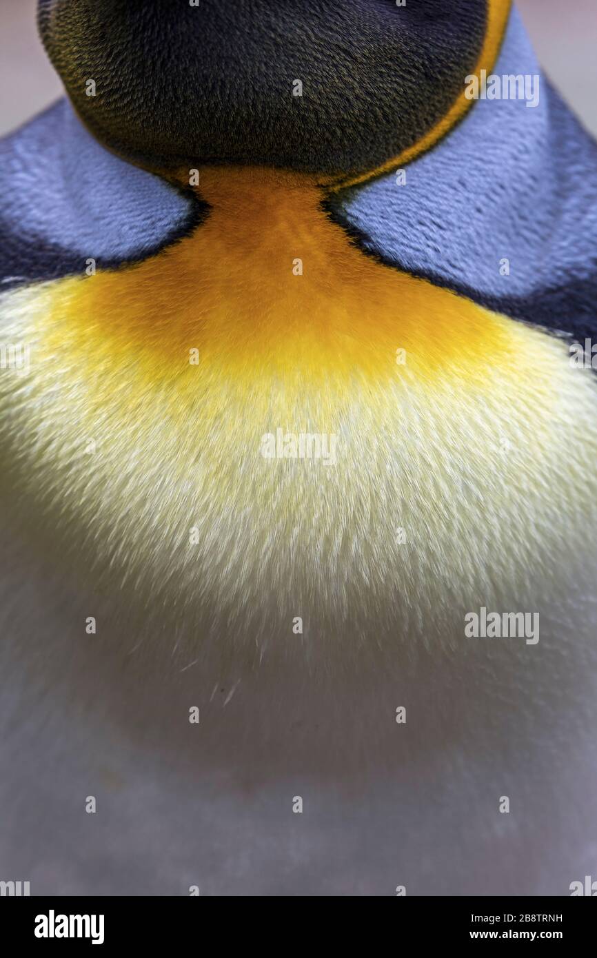 King Penguin; Aptenodytes patagonicus; détail; Falkland Banque D'Images