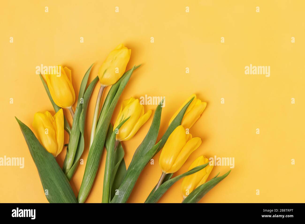 Bouquet de tulipes fraîches et lumineuses sur fond jaune. Banque D'Images