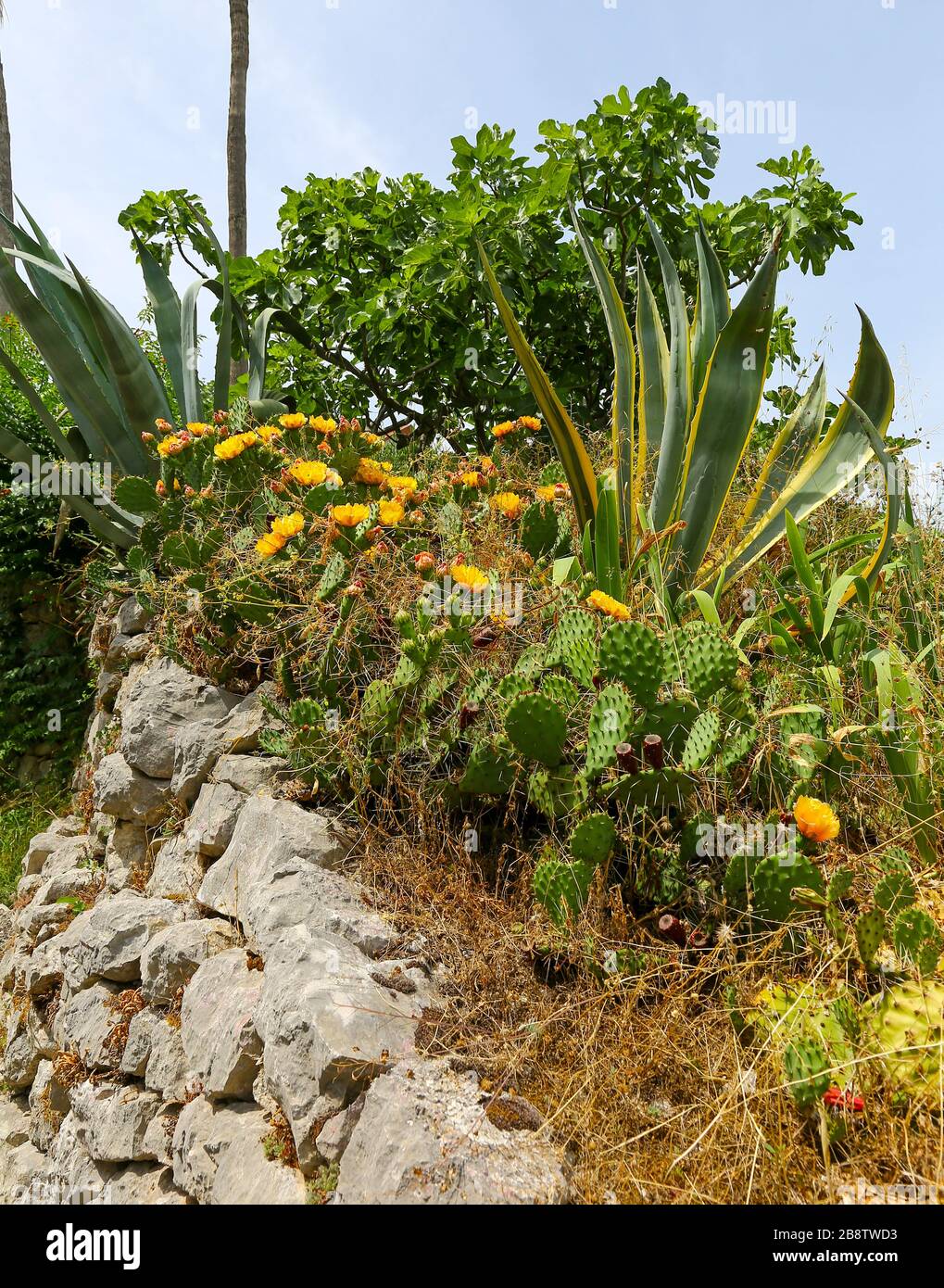 Opuntia, communément appelée poire pickly, fleurit avec des fleurs jaunes en Croatie Banque D'Images