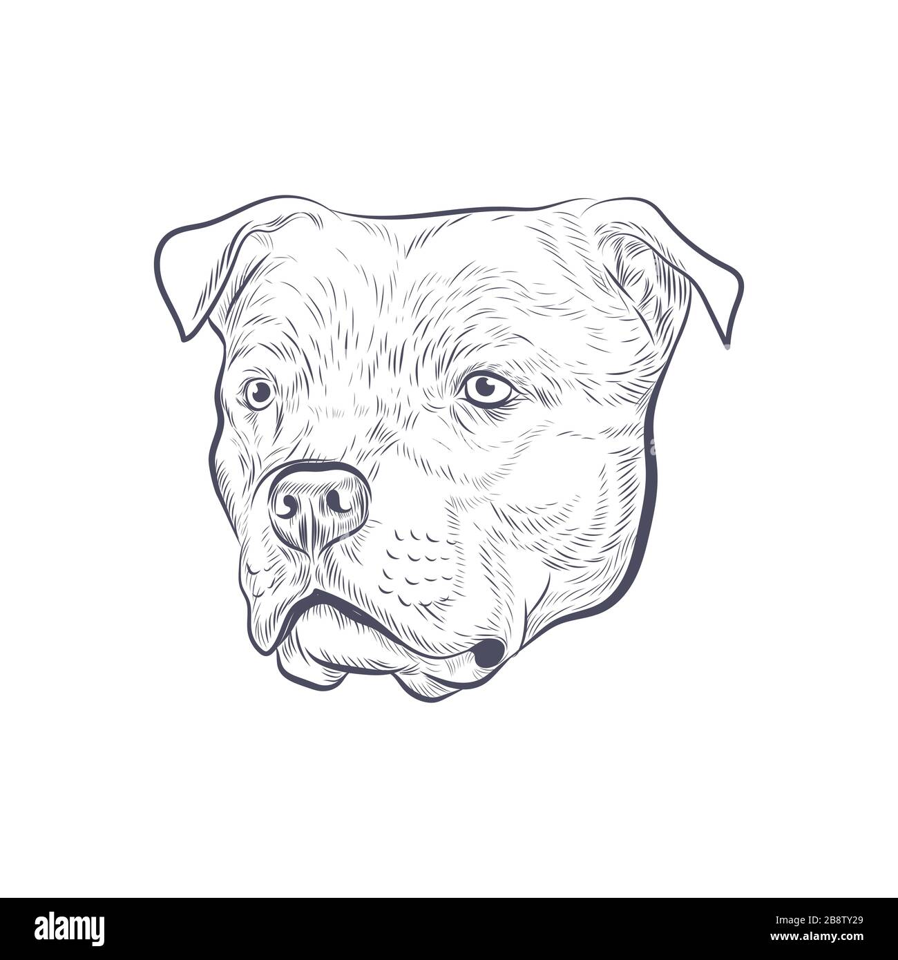 Terrier américain du Staffordshire isolé sur fond blanc. Illustration de Vecteur
