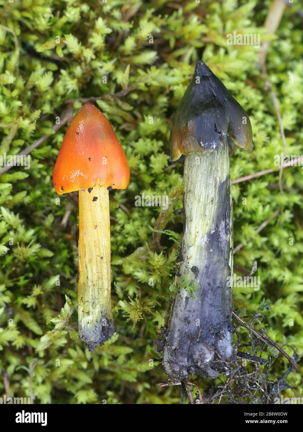 Hygrocybe conica, connu sous le nom de noircissement waxcap, witch's hat, cire ou conique conique chapeau visqueux, les champignons sauvages de Finlande Banque D'Images