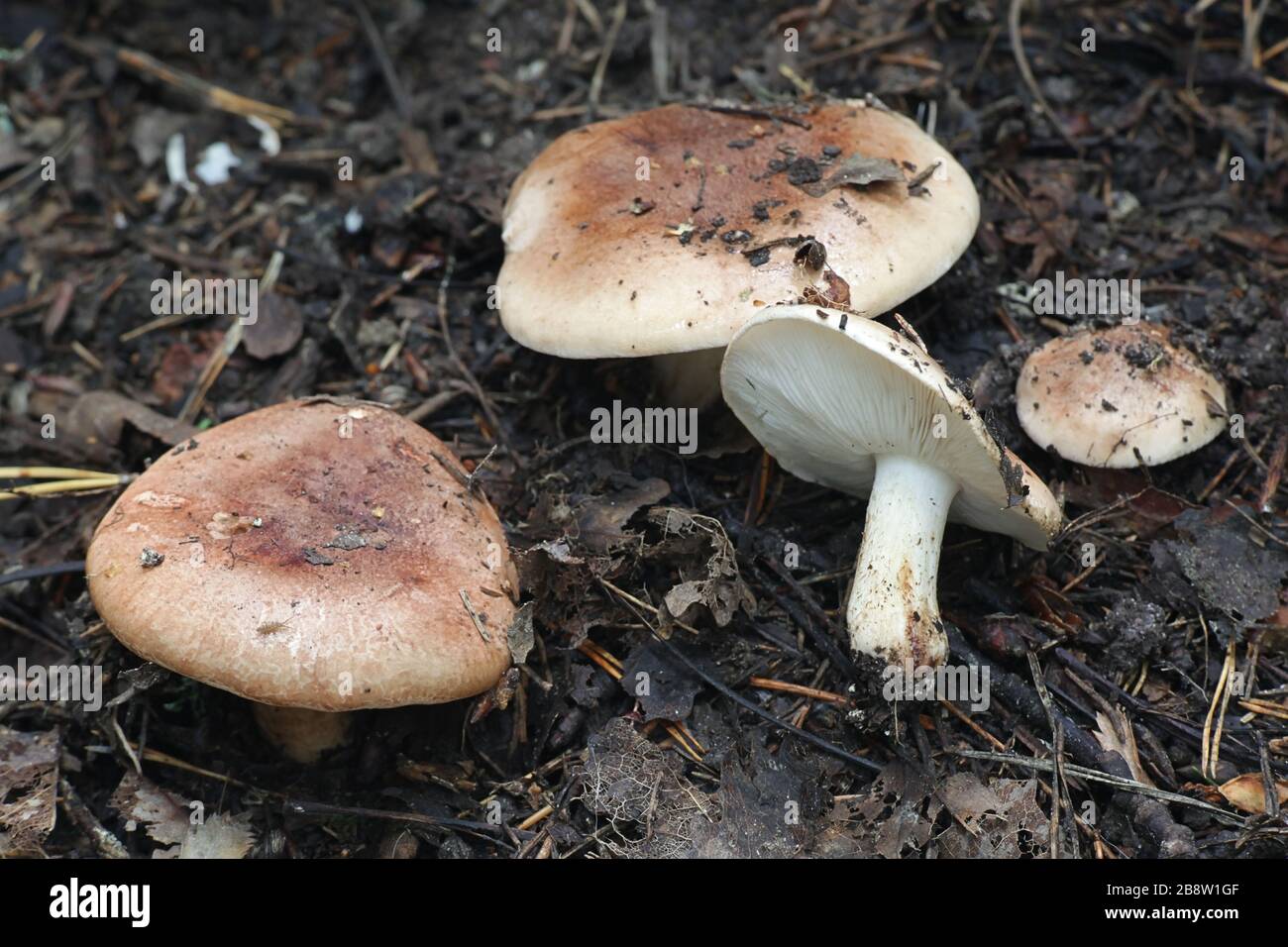 Tricholoma populinum, communément connu sous le nom de chevalier de peuplier ou de champignon en bois de coton, champignon sauvage de Finlande Banque D'Images