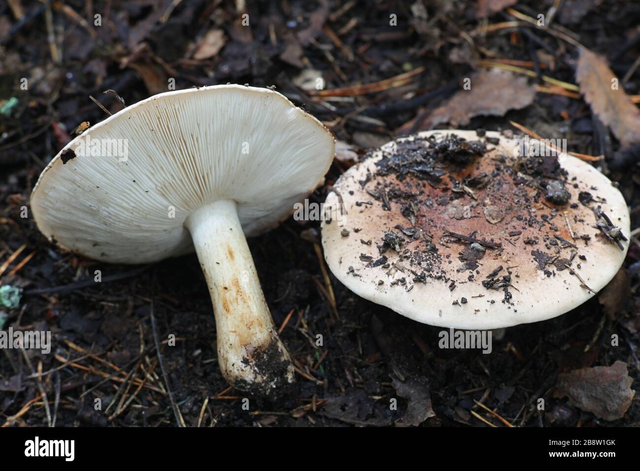 Tricholoma populinum, communément connu sous le nom de chevalier de peuplier ou de champignon en bois de coton, champignon sauvage de Finlande Banque D'Images