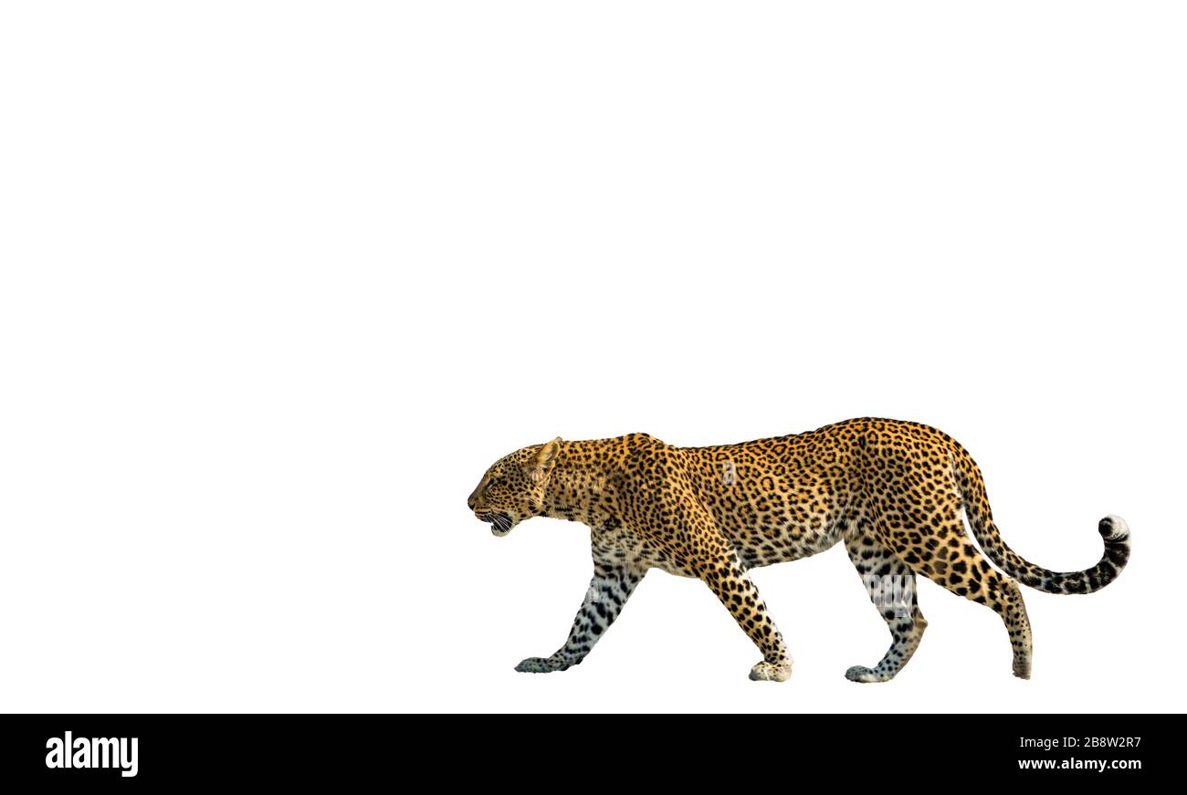 Vue de profil de la marche de léopard isolée sur blanc Banque D'Images