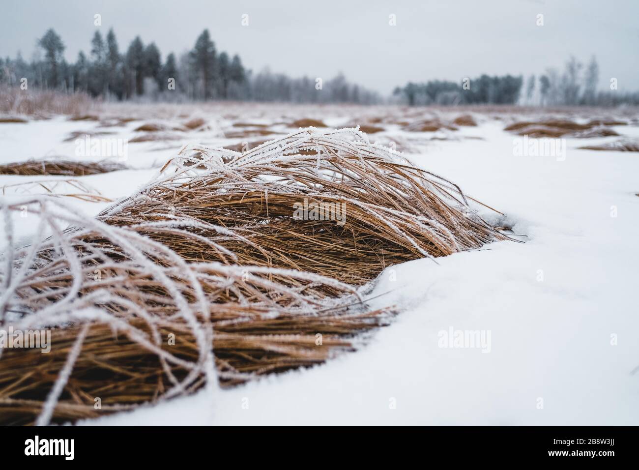 L'herbe couverte de neige Banque D'Images