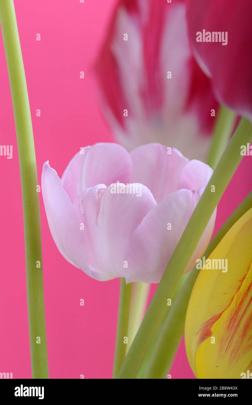 Fleurs de Printemps bannière. Bouquet de fleurs tulipe rose sur fond abstrait. close up Banque D'Images