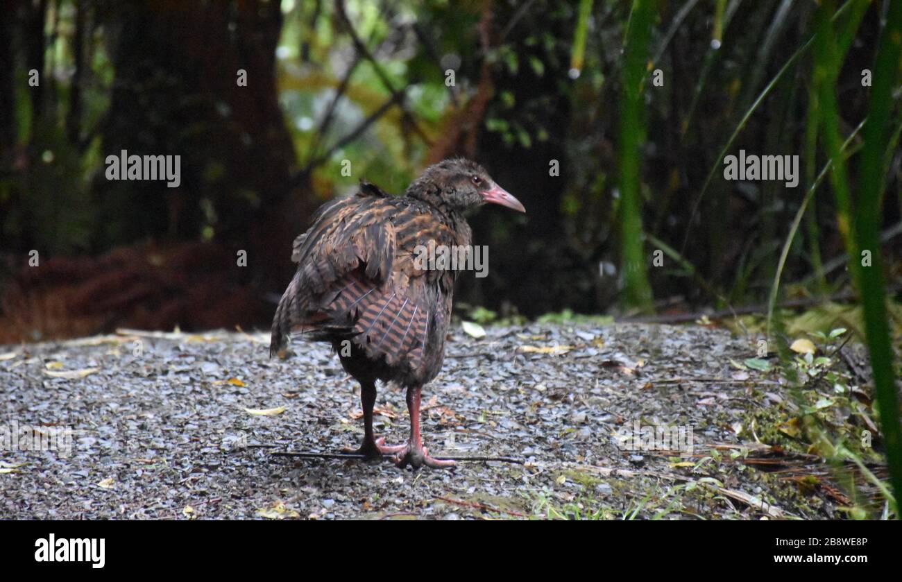 Oiseau de weka de couleur brune debout dans la forêt Banque D'Images