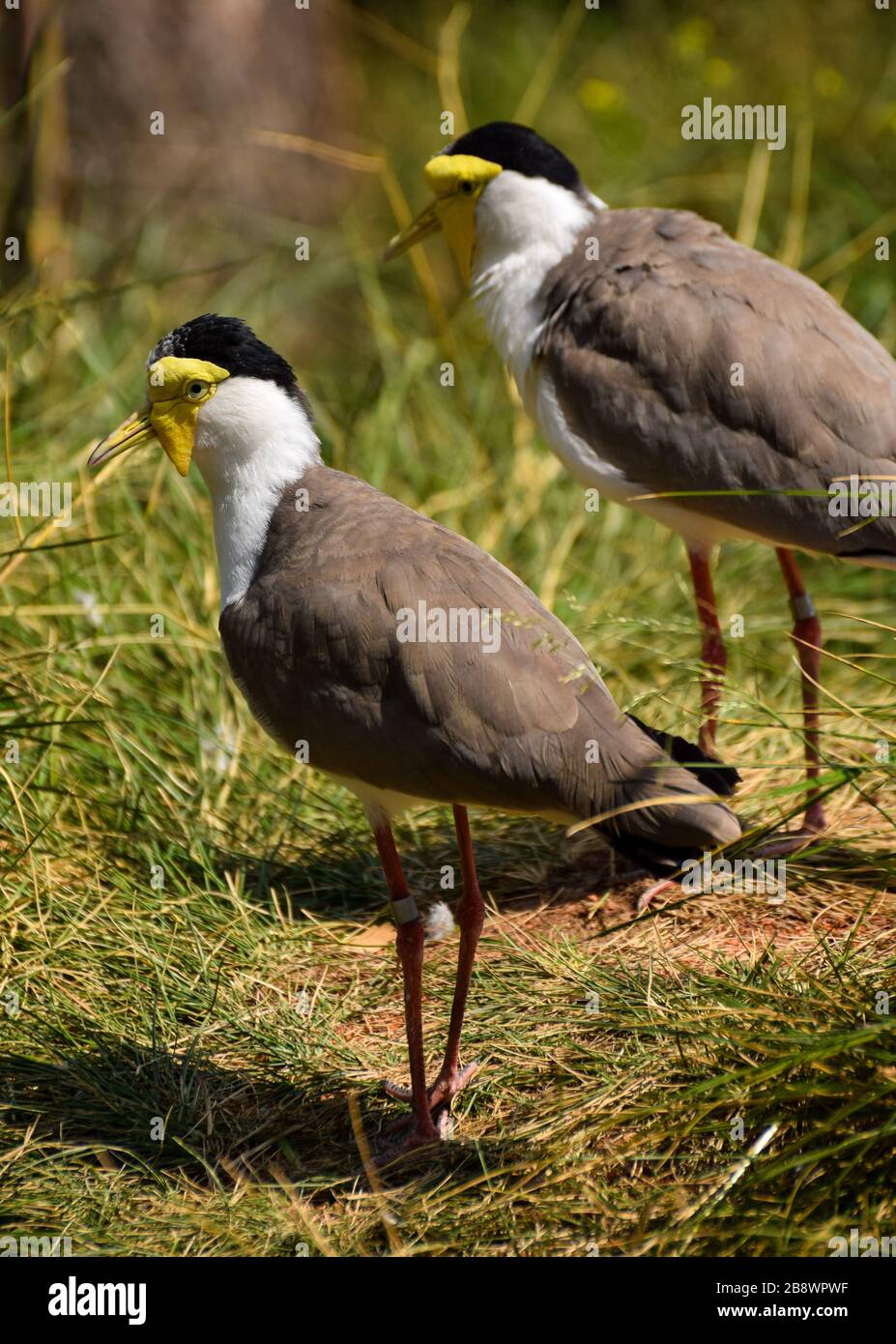 Une photo d'une paire de lapwings masqués Banque D'Images