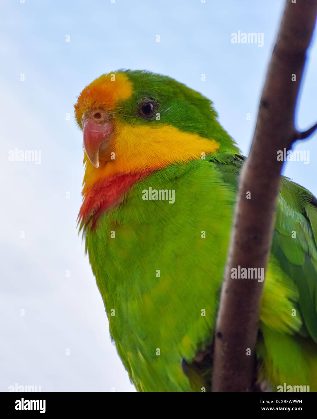 Un portrait d'un superbe perroquet perché sur une branche Banque D'Images