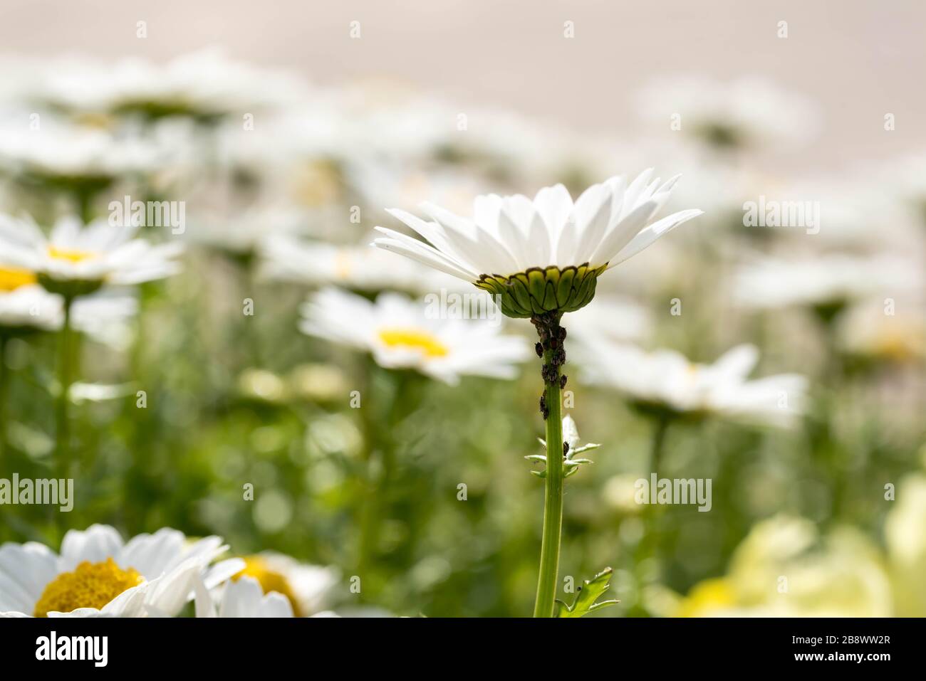 Fleur de Marguerite anglaise avec un groupe de petits insectes vivant sous et rampant sur les tiges. Banque D'Images
