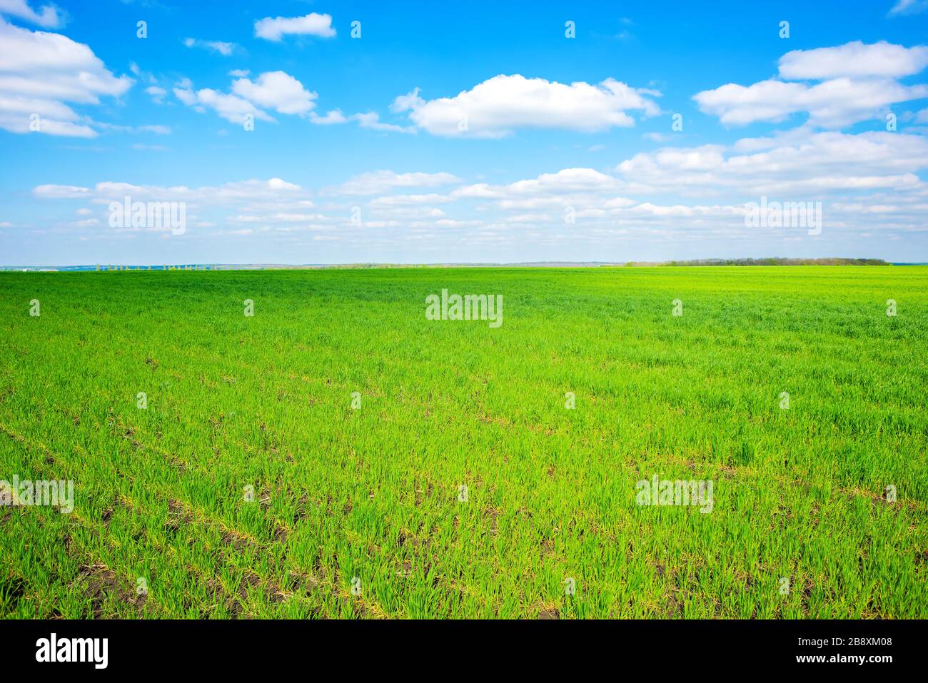 Domaine de l'herbe et perfect blue sky Banque D'Images