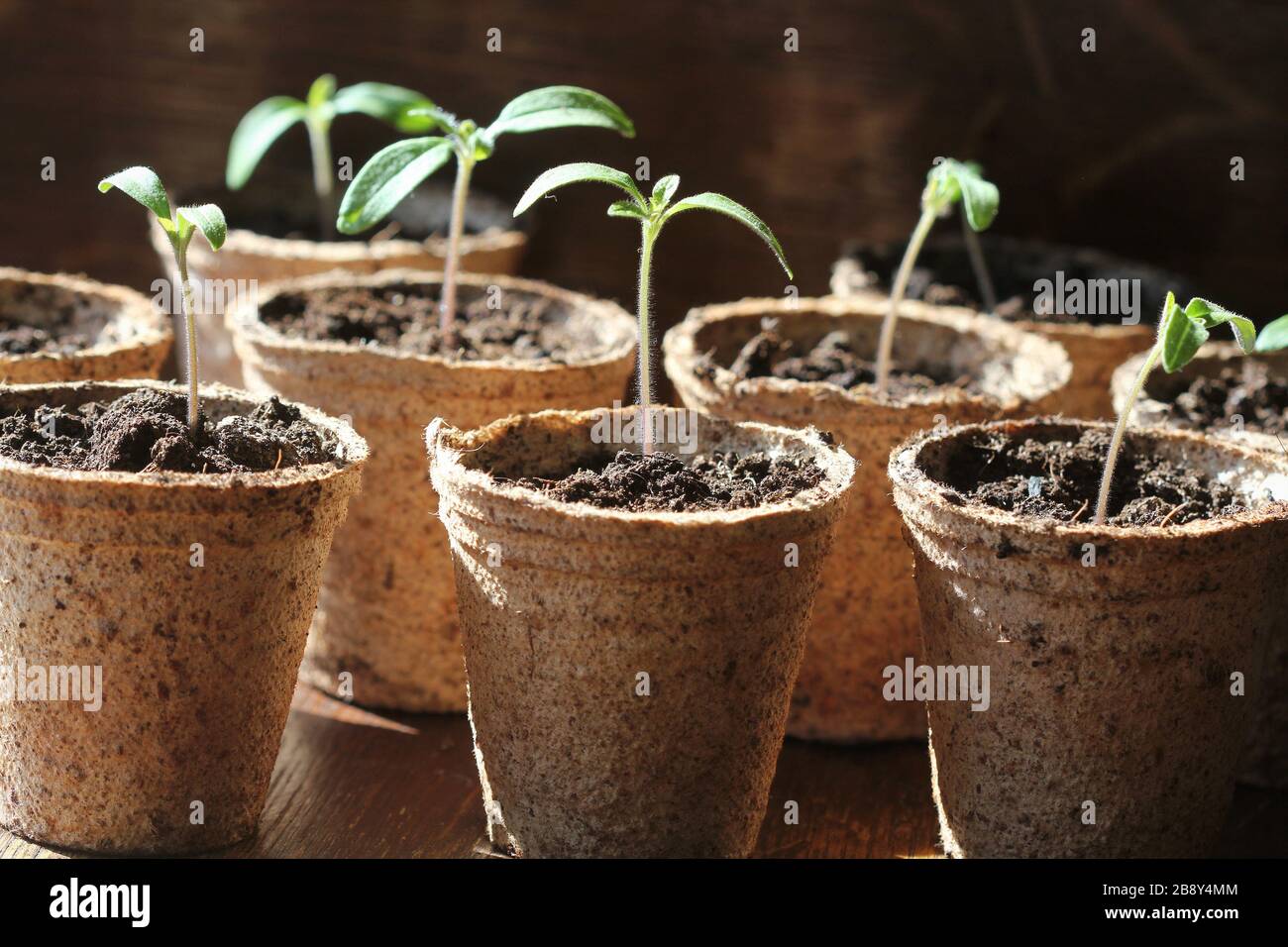 Concept de jardinage .jeunes pousses de plantules de tomates dans les pots de tourbe. . Banque D'Images