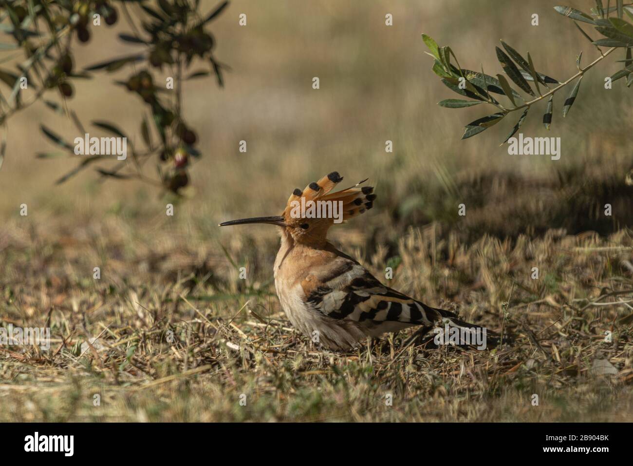 Upupa epops, oiseau eurasien Hoopoe recherche de vers Banque D'Images
