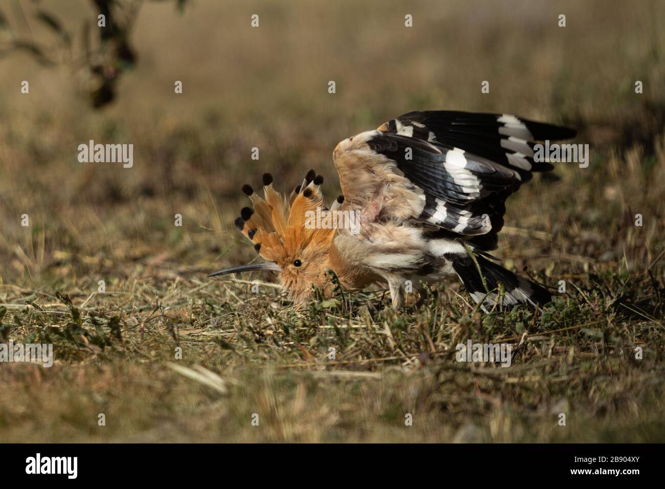 Upupa epops, oiseau eurasien Hoopoe recherche de vers Banque D'Images