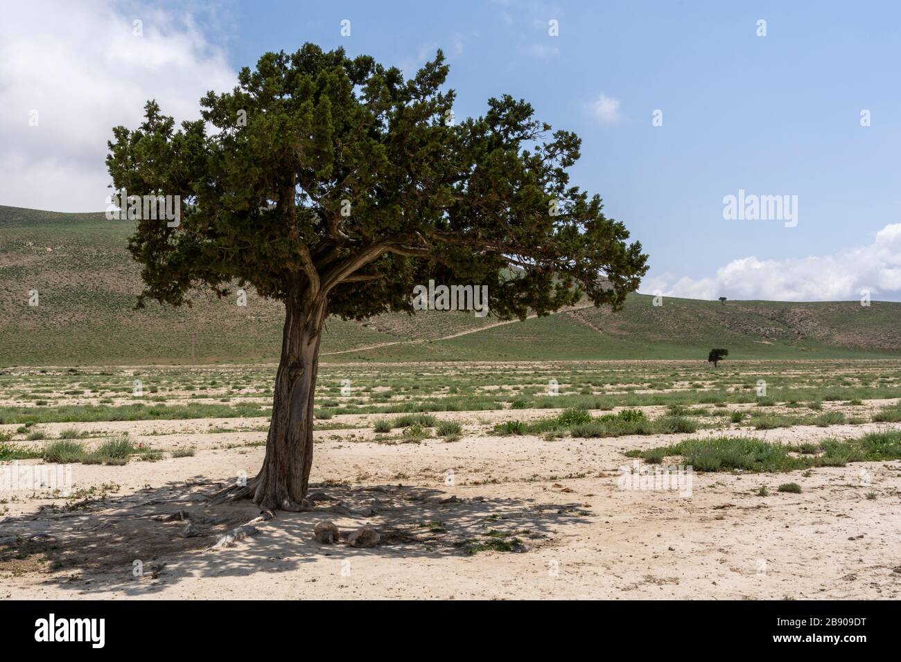 Paysage à Chamanbid avec trois arbres en été en Iran. Banque D'Images
