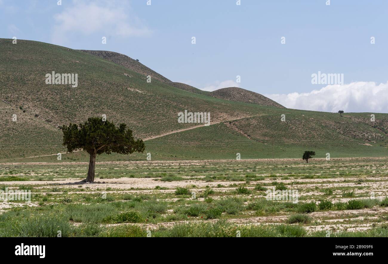 Paysage à Chamanbid avec trois arbres en été en Iran. Banque D'Images