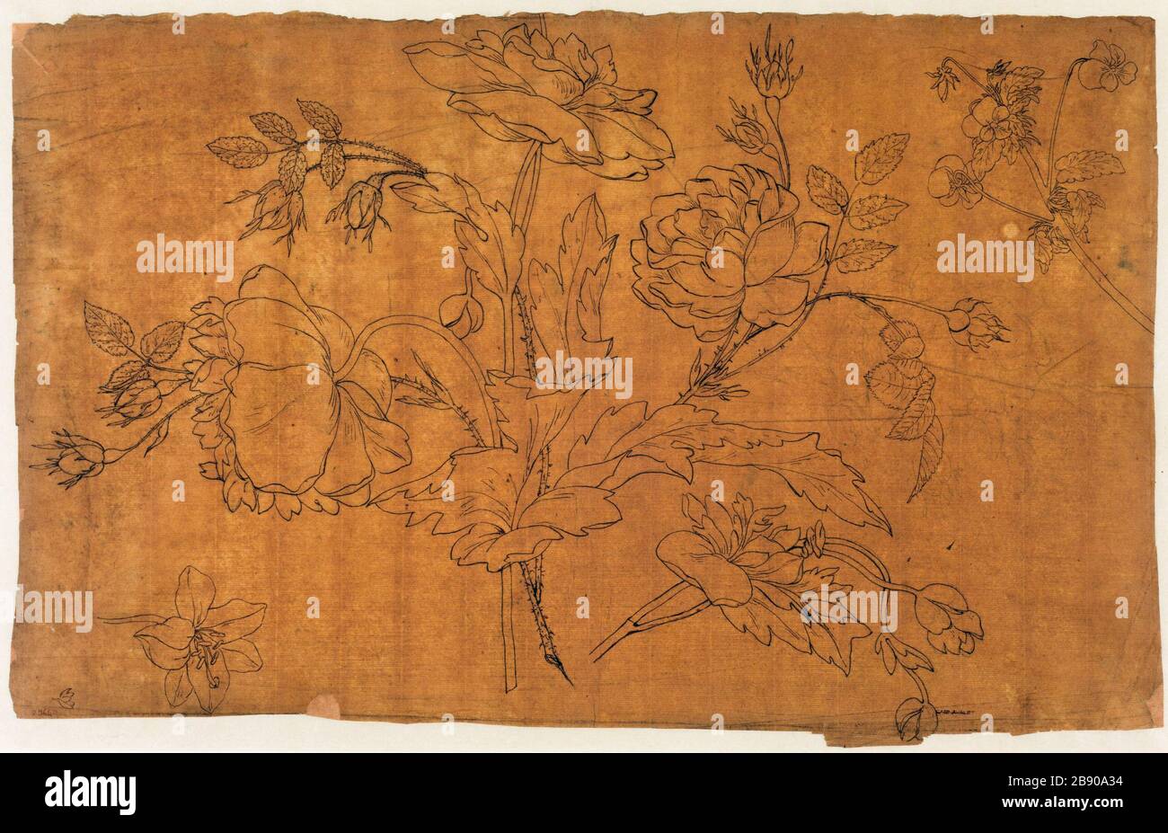 Modèle de plante Guillaume Boichot (1735-1814). Motif végétal. Panache et encre de Chine sur papier brun, 1735-1815. Paris, musée Carnavalet. Banque D'Images