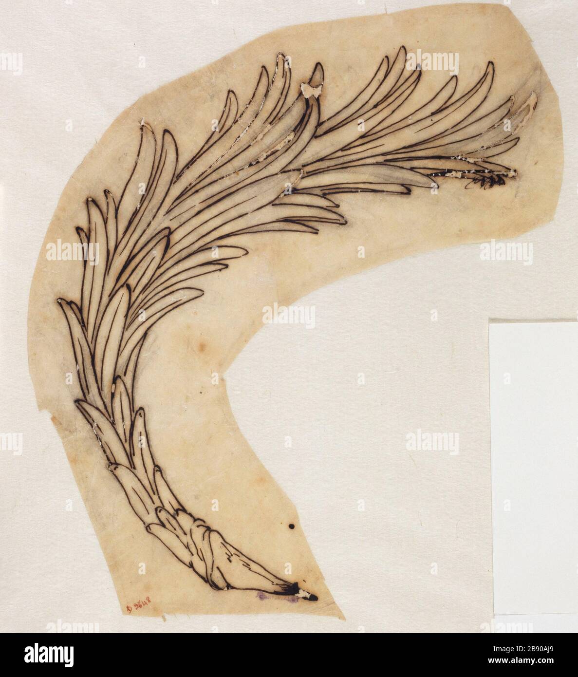 Modèle de plante Guillaume Boichot (1735-1814). Motif végétal. Panache et encre de Bistre sur papier brun, 1735-1815. Paris, musée Carnavalet. Banque D'Images