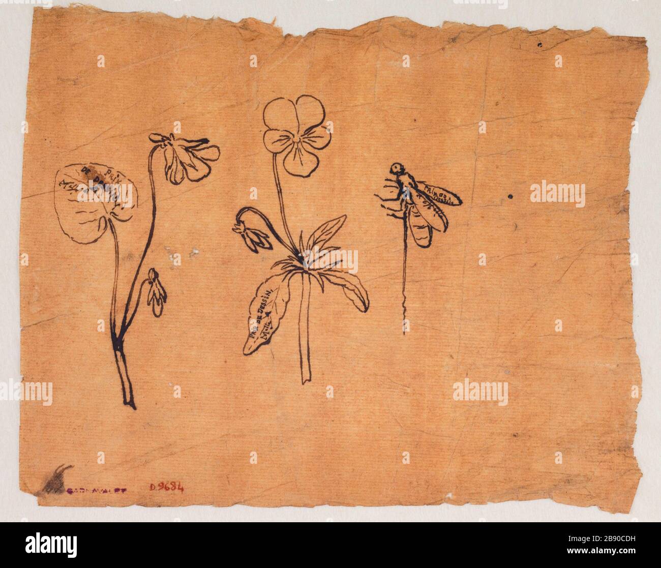 Etude des fleurs, abeille Guillaume Boichot (1735-1814). Etude de fleurs, abeille. Plume et erre sur papier, 1735-1814. Paris, musée Carnavalet. Banque D'Images