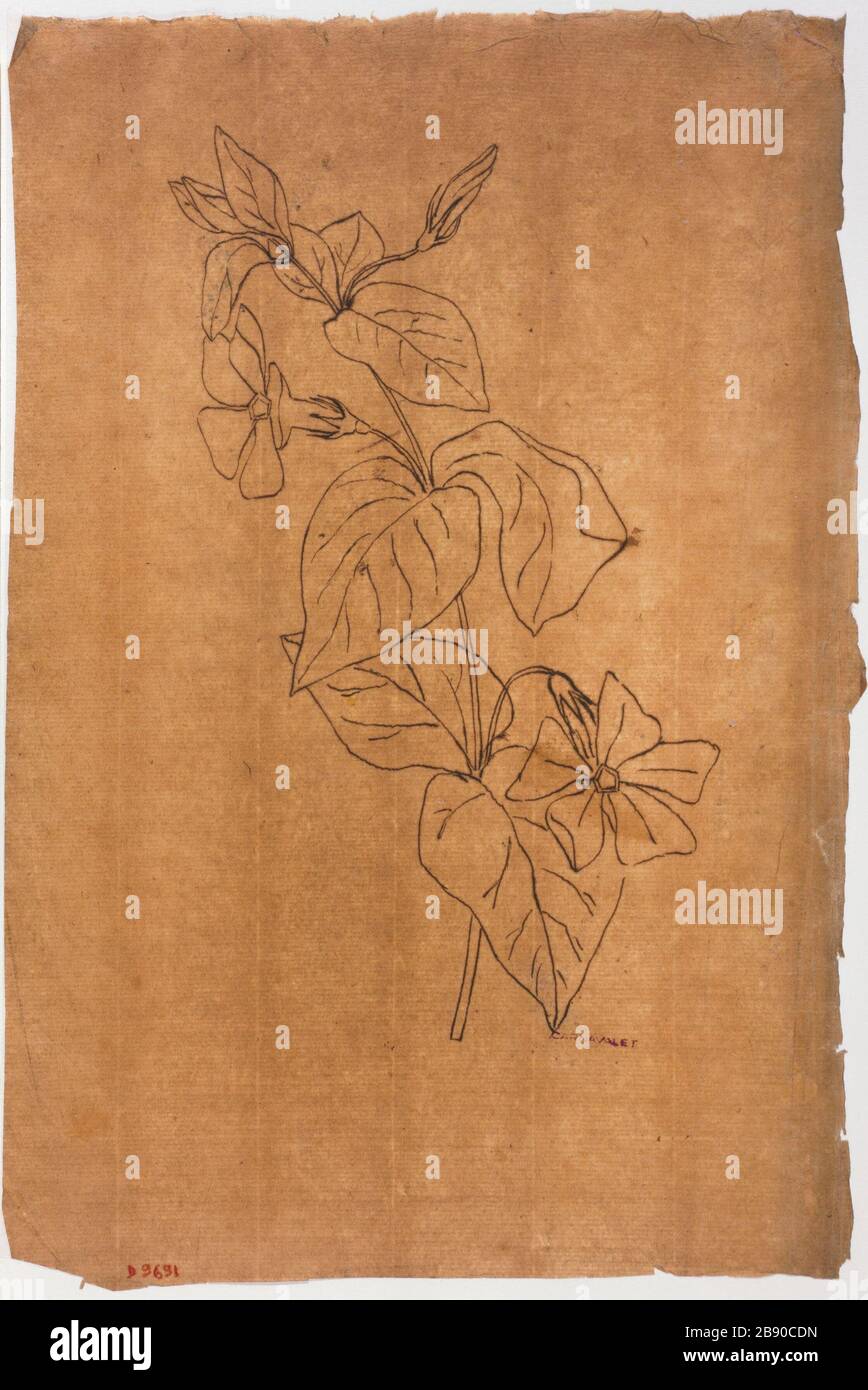 Etude des fleurs Guillaume Boichot (1735-1814). Etude de fleurs. Panache et encre de Bistre sur papier brun, 1735-1814. Paris, musée Carnavalet. Banque D'Images