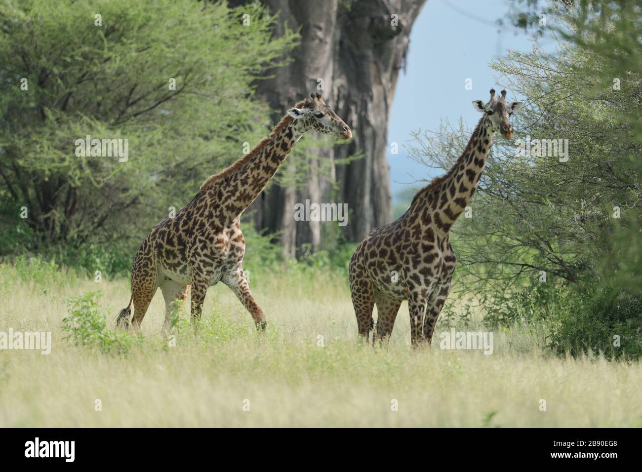 La girafe de Masai, également épelée girafe de Maasai, également appelée girafe de Kilimandjaro, est la plus grande sous-espèce de girafe. Banque D'Images