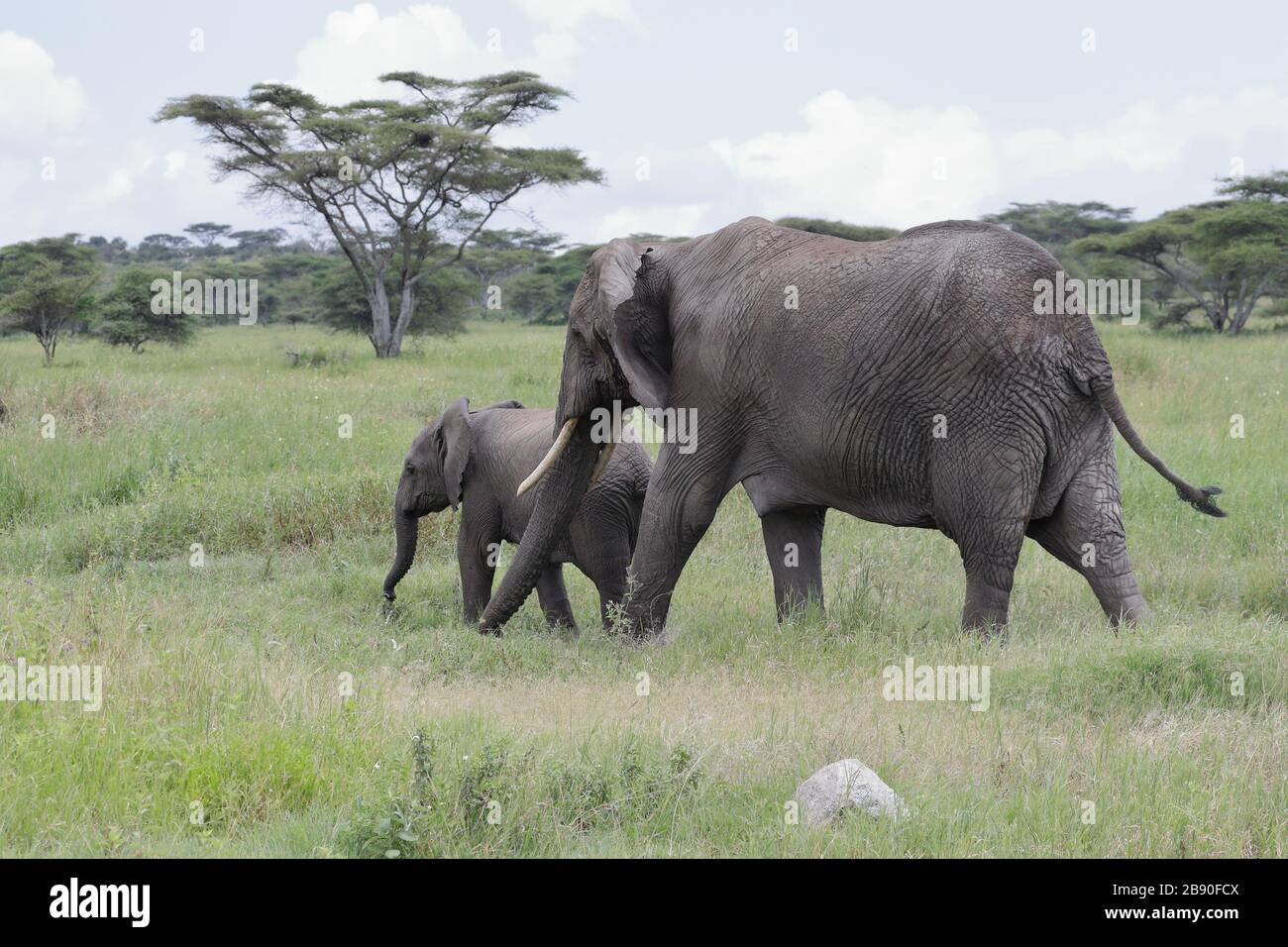 L'éléphant de brousse africain, également connu sous le nom d'éléphant de savane africaine, est le plus grand animal terrestre vivant. Banque D'Images