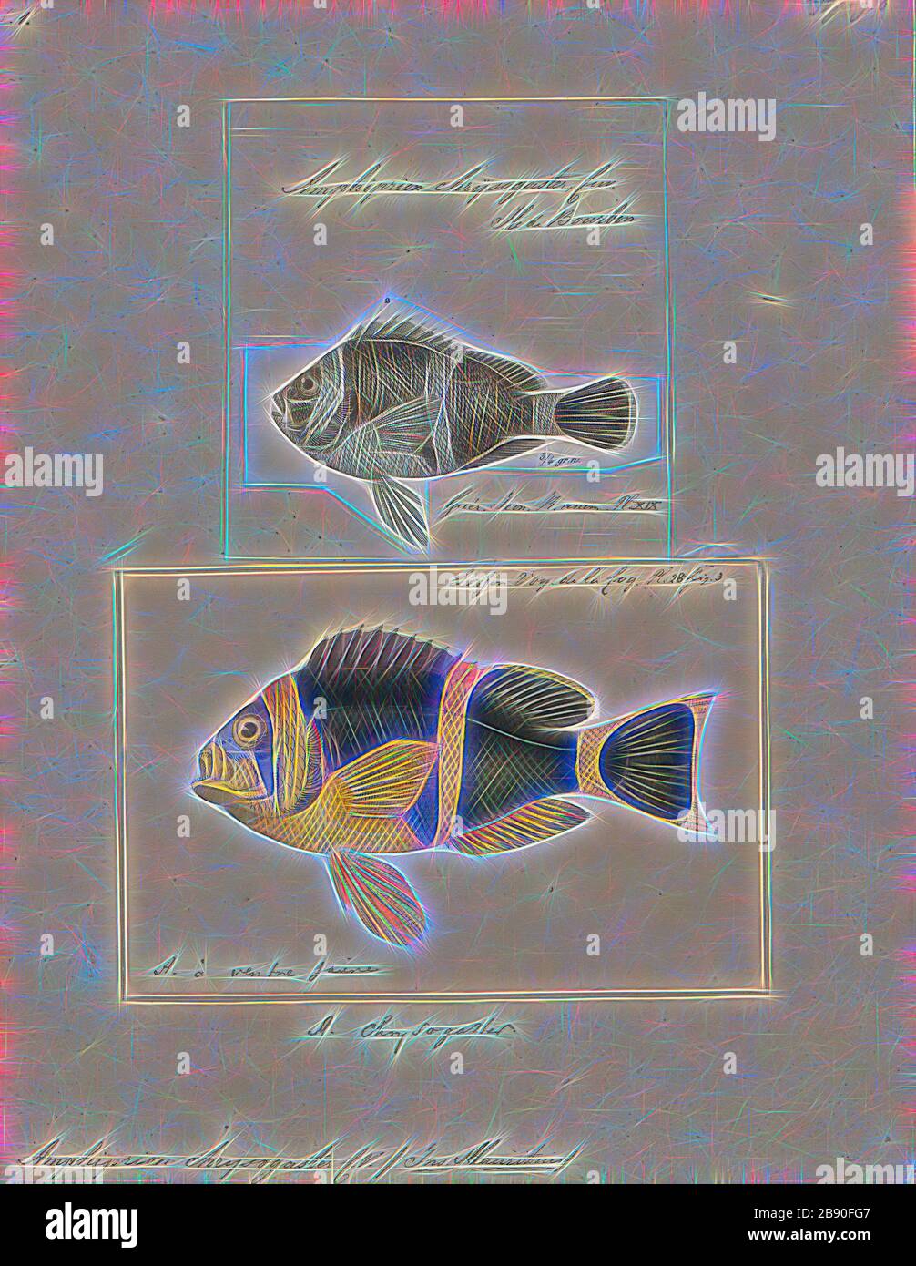 Amphipirion chrysogaster, Print, Amphipirion chrysogaster, l'anemonefish mauricienne, est un poisson marin appartenant à la famille des Pomacentaridae, les clowns et les auto-damas. Il est endémique à Maurice et probablement à la Réunion., 1700-1880, réinventé par Gibon, design de gai chaleureux de luminosité et de rayons de lumière radiance. L'art classique réinventé avec une touche moderne. La photographie inspirée du futurisme, qui embrasse l'énergie dynamique de la technologie moderne, du mouvement, de la vitesse et révolutionne la culture. Banque D'Images