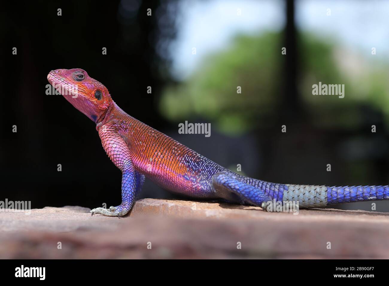 L'agama commun, l'agama à tête rouge ou l'agama arc-en-ciel est une espèce de lézard de la famille des Agamidae que l'on trouve dans la plupart de l'Afrique subsaharienne. Banque D'Images