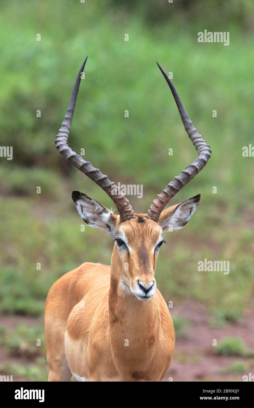 L'impala est une antilope de taille moyenne trouvée en Afrique orientale et australe. Le seul membre du genre Aepyceros. Banque D'Images