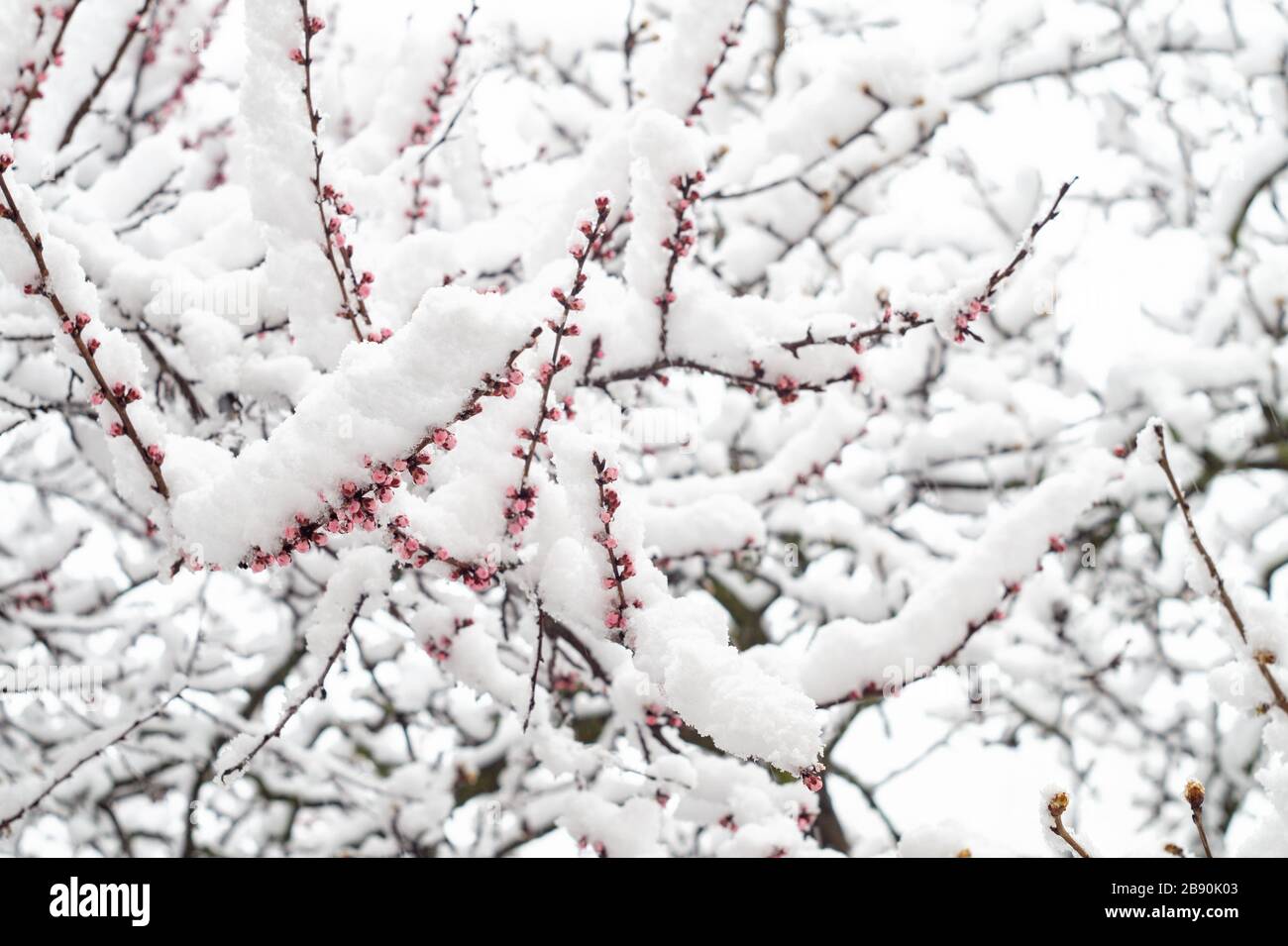 Branche abricot fleuri recouverte de neige au printemps Banque D'Images