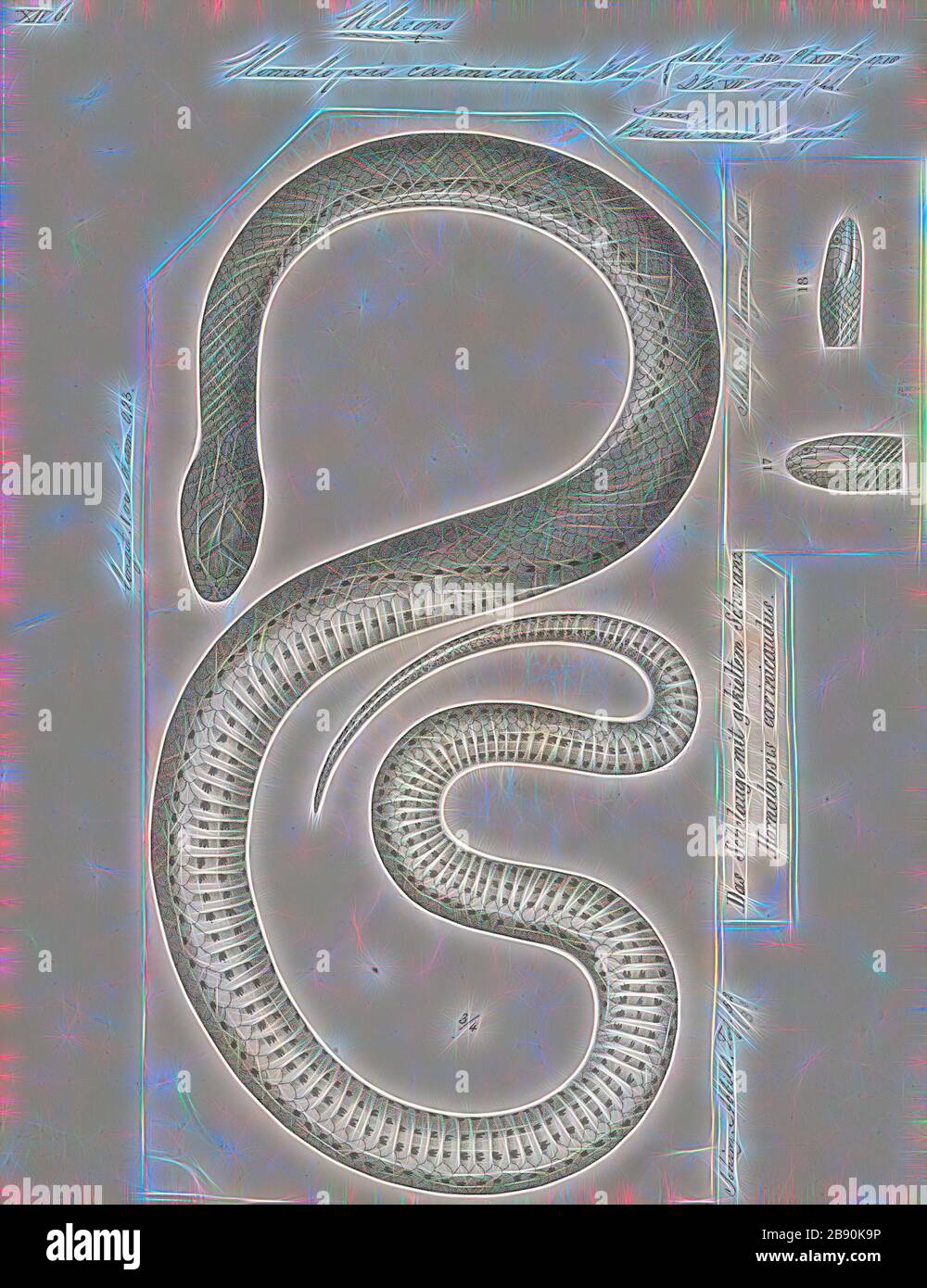 Homalopsis carinicauda, Print, Homalopsis est un genre de serpents de la famille des Homalopsidae. Le genre est limité à l'Asie du Sud-est et comprend cinq espèces actuellement reconnues. Comme tous les membres de la famille des Homalopsidae, les Homalopsis sont fanés à l'arrière et légèrement venimeux, bien que considérés comme inoffensifs pour les humains., 1700-1880, repensés par Gibon, conception d'un brillant chaleureux de luminosité et de rayons de lumière radiance. L'art classique réinventé avec une touche moderne. La photographie inspirée du futurisme, qui embrasse l'énergie dynamique de la technologie moderne, du mouvement, de la vitesse et révolutionne la culture. Banque D'Images