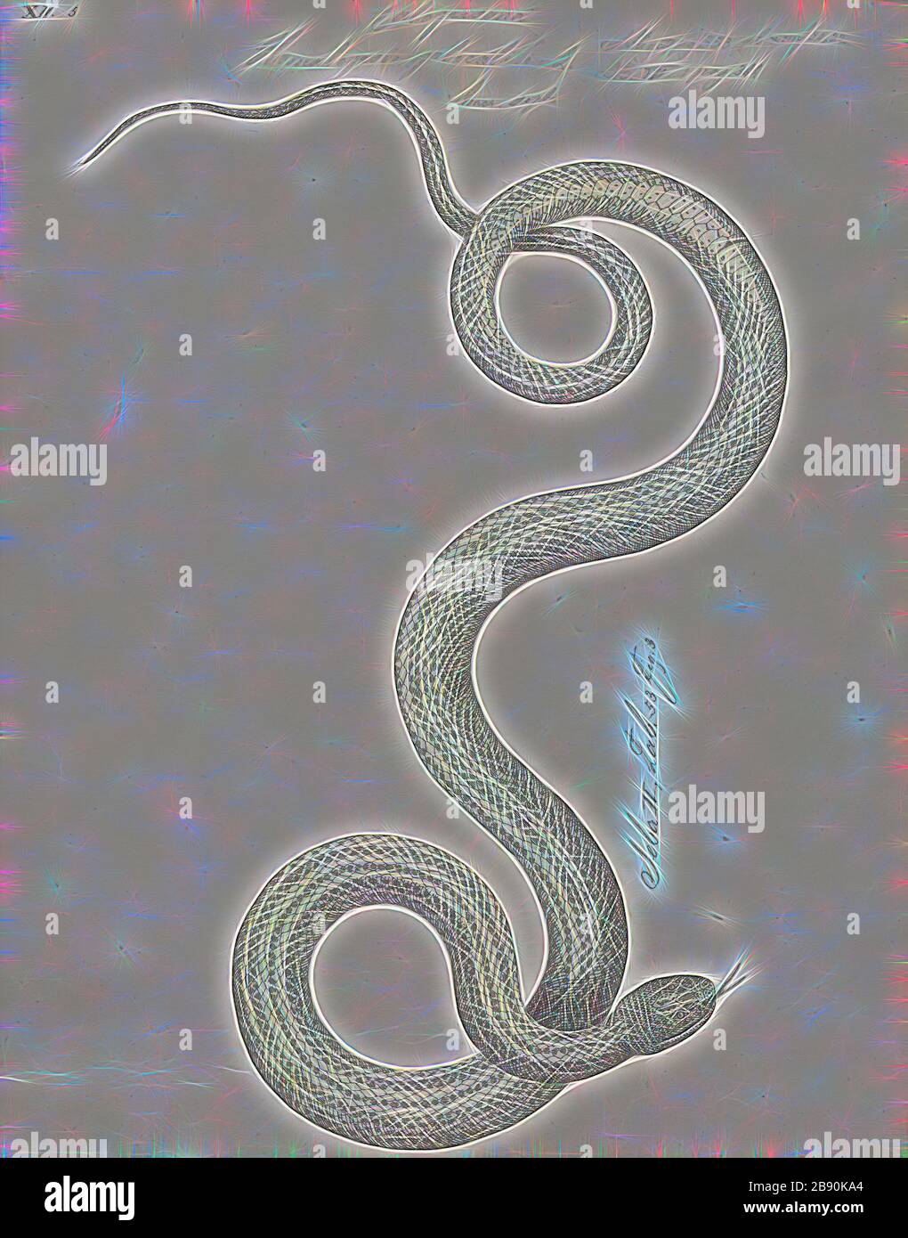 Homalopsis plicatilis, Print, Homalopsis est un genre de serpents de la famille des Homalopsidae. Le genre est limité à l'Asie du Sud-est et comprend cinq espèces actuellement reconnues. Comme tous les membres de la famille des Homalopsidae, les Homalopsis sont fanés à l'arrière et légèrement venimeux, bien que considérés comme inoffensifs pour les humains., 1734-1765, repensés par Gibon, conception d'un brillant chaleureux de luminosité et de rayonnement de lumière. L'art classique réinventé avec une touche moderne. La photographie inspirée du futurisme, qui embrasse l'énergie dynamique de la technologie moderne, du mouvement, de la vitesse et révolutionne la culture. Banque D'Images