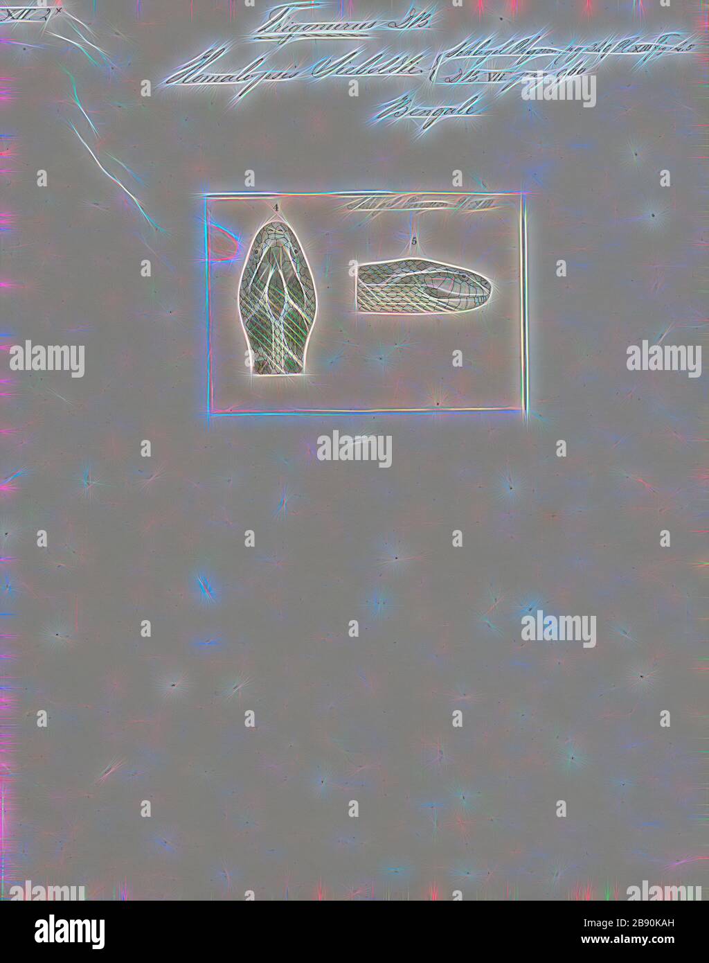 Homalopsis sieboldii, Print, Homalopsis est un genre de serpents de la famille des Homalopsidae. Le genre est limité à l'Asie du Sud-est et comprend cinq espèces actuellement reconnues. Comme tous les membres de la famille des Homalopsidae, les Homalopsis sont fanés à l'arrière et légèrement venimeux, bien que considérés comme inoffensifs pour les humains., tête, repensée par Gibon, conception de gai chaleureux de luminosité et de rayonnement de lumière. L'art classique réinventé avec une touche moderne. La photographie inspirée du futurisme, qui embrasse l'énergie dynamique de la technologie moderne, du mouvement, de la vitesse et révolutionne la culture. Banque D'Images