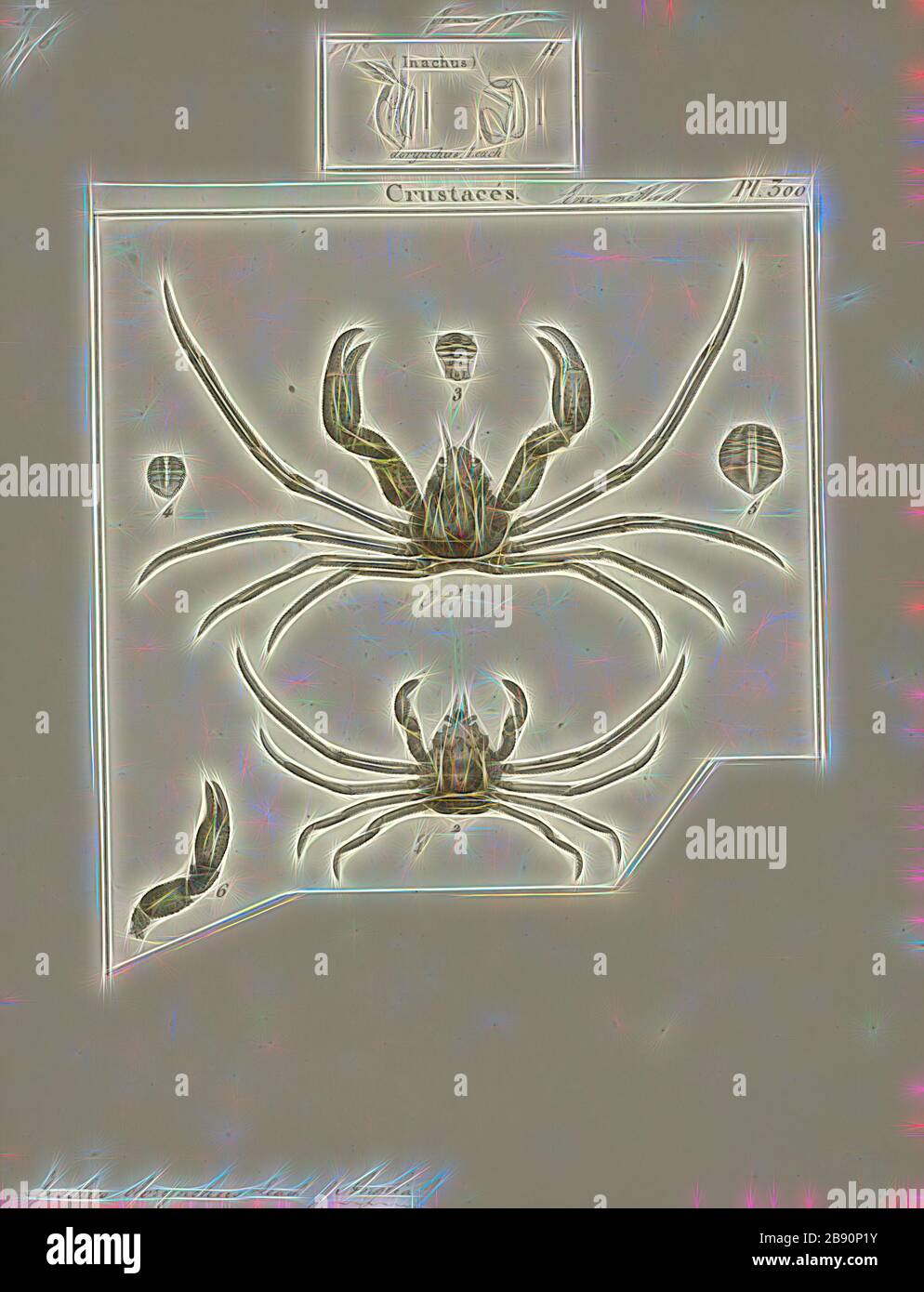 Inachus dorynchus, Print, Inachus phalangium, crabe d'araignée de Leach, est une espèce de crabes de l'océan Atlantique nord-est et de la mer Méditerranée. Elle mesure jusqu'à 20,5 mm de large et est très similaire à d'autres espèces du genre Inachus. Repensée par Gibon, conception de la lueur gaie chaude de la luminosité et des rayons de lumière. L'art classique réinventé avec une touche moderne. La photographie inspirée du futurisme, qui embrasse l'énergie dynamique de la technologie moderne, du mouvement, de la vitesse et révolutionne la culture. Banque D'Images