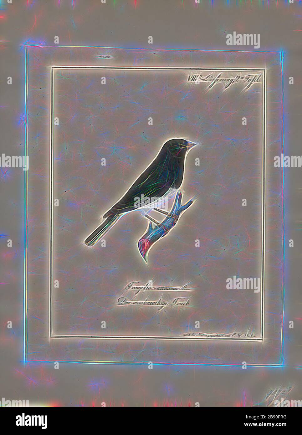 Junco surinamus, Print, UN junco, genre Junco, est un petit oiseau nord-américain. La systématique Junco confond encore après des décennies de recherche, avec divers auteurs acceptant entre trois et douze espèces. Malgré un nom qui semble dériver du terme espagnol pour le genre de plante Juncus (rushes), ces oiseaux sont rarement trouvés parmi les plantes de ruée, comme ceux-ci préfèrent le sol humide, tandis que les juncos comme le sol sec., 1700-1880, repensé par Gibon, conception d'un brillant chaleureux et joyeux de la luminosité et des rayons de lumière radiance. L'art classique réinventé avec une touche moderne. Photographie inspirée du futurisme, em Banque D'Images