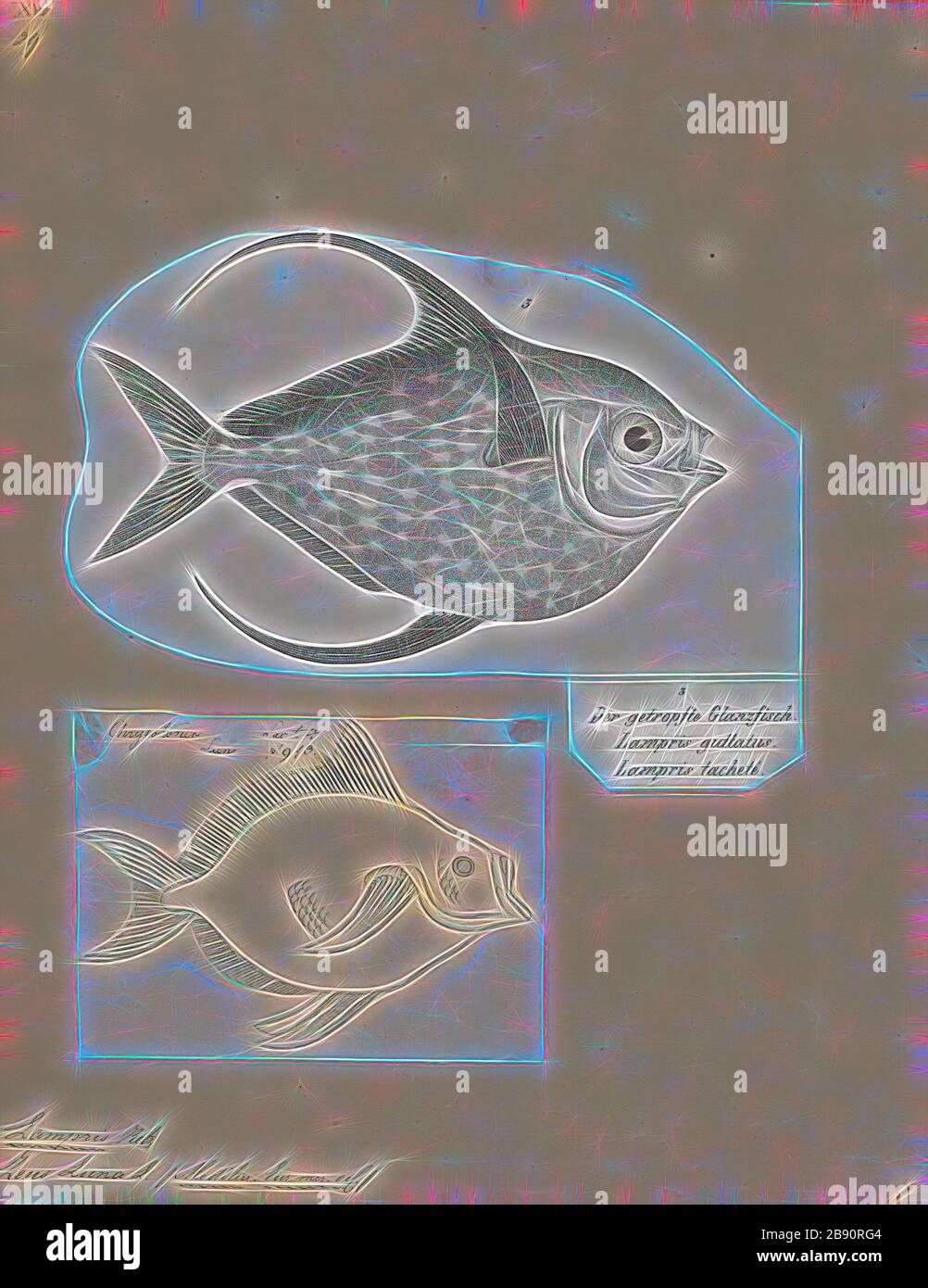 Lampridae luna, Print, Opah, Opahs (aussi communément appelés moonfish, sunfish (à ne pas confondre avec Molidae), kingfish, poêle à feuilles rouges et aiglefin de Jérusalem) sont de grands poissons pélagiques colorés et corsés comprenant la petite famille des Lampridae (également épelés Lamprididae). Seulement deux espèces vivantes se trouvent dans un seul genre : Lampris (de la lampride grecque, brillante ou claire). Une espèce se trouve dans les eaux tropicales et tempérées de la plupart des océans, tandis que l'autre est limitée à une distribution circumglobale dans l'océan Austral, avec les 34°S comme limite nord. Deux espèces supplémentaires, Banque D'Images