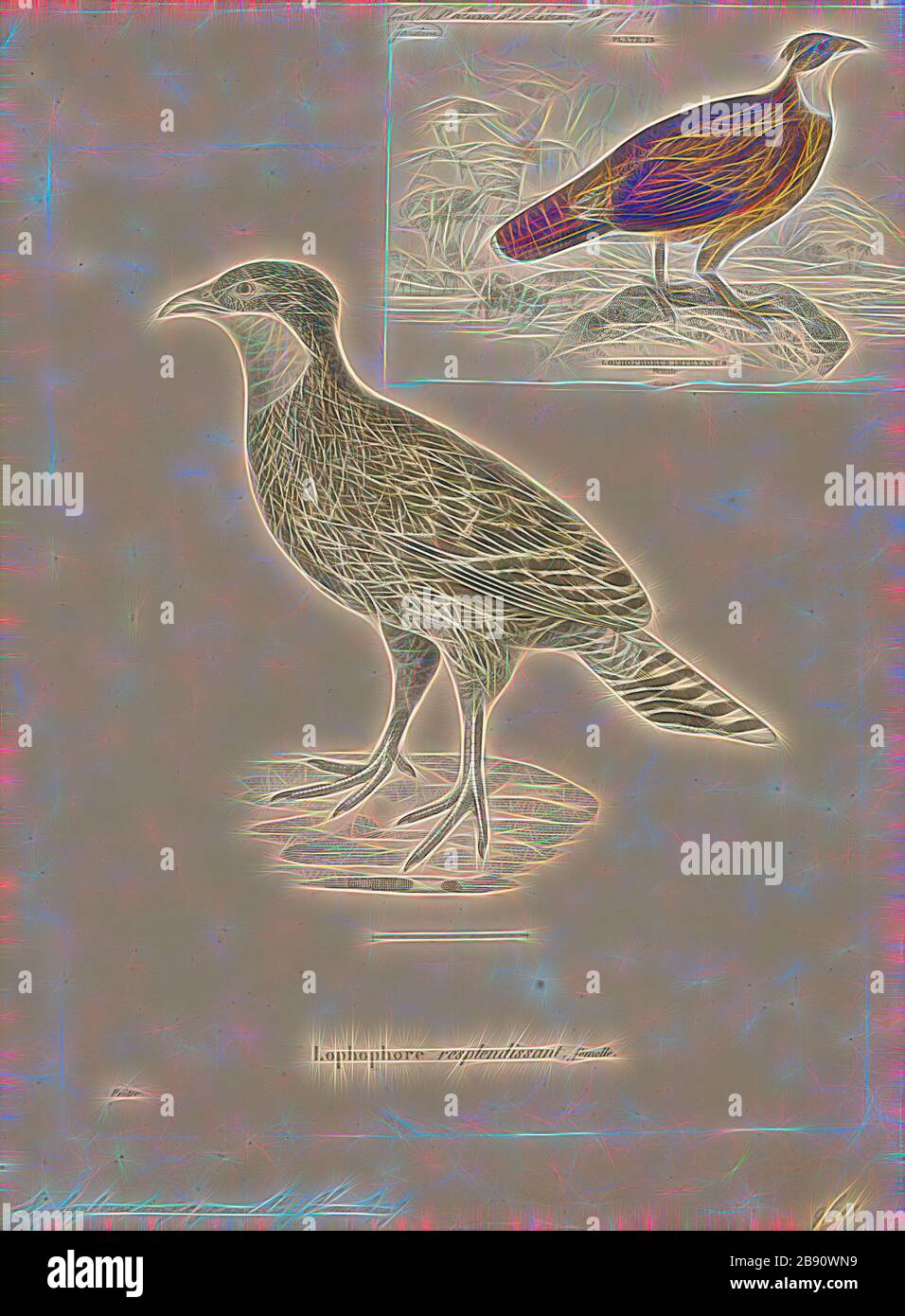 Lophophophorus despeyanus, Print, The Himalayan monal (Lophophorus despejanus), également connu sous le nom de Pheasant impeyan monal et impeyan, est un oiseau de la famille des faisans, les Phasianidae. C'est l'oiseau national du Népal, où il est connu sous le nom de danphe, et l'oiseau d'état d'Uttarakhand, en Inde, où il est connu sous le nom de monal. C'était aussi l'oiseau d'État de l'Himachal Pradesh jusqu'en 2007. Le nom scientifique commémore Lady Mary Impey, épouse du juge en chef britannique du Bengale Sir Elijah Impey., repensé par Gibon, design de gaieté chaleureuse et gaie de la luminosité et des rayons de lumière radiance. Réinvente de l'art classique Banque D'Images