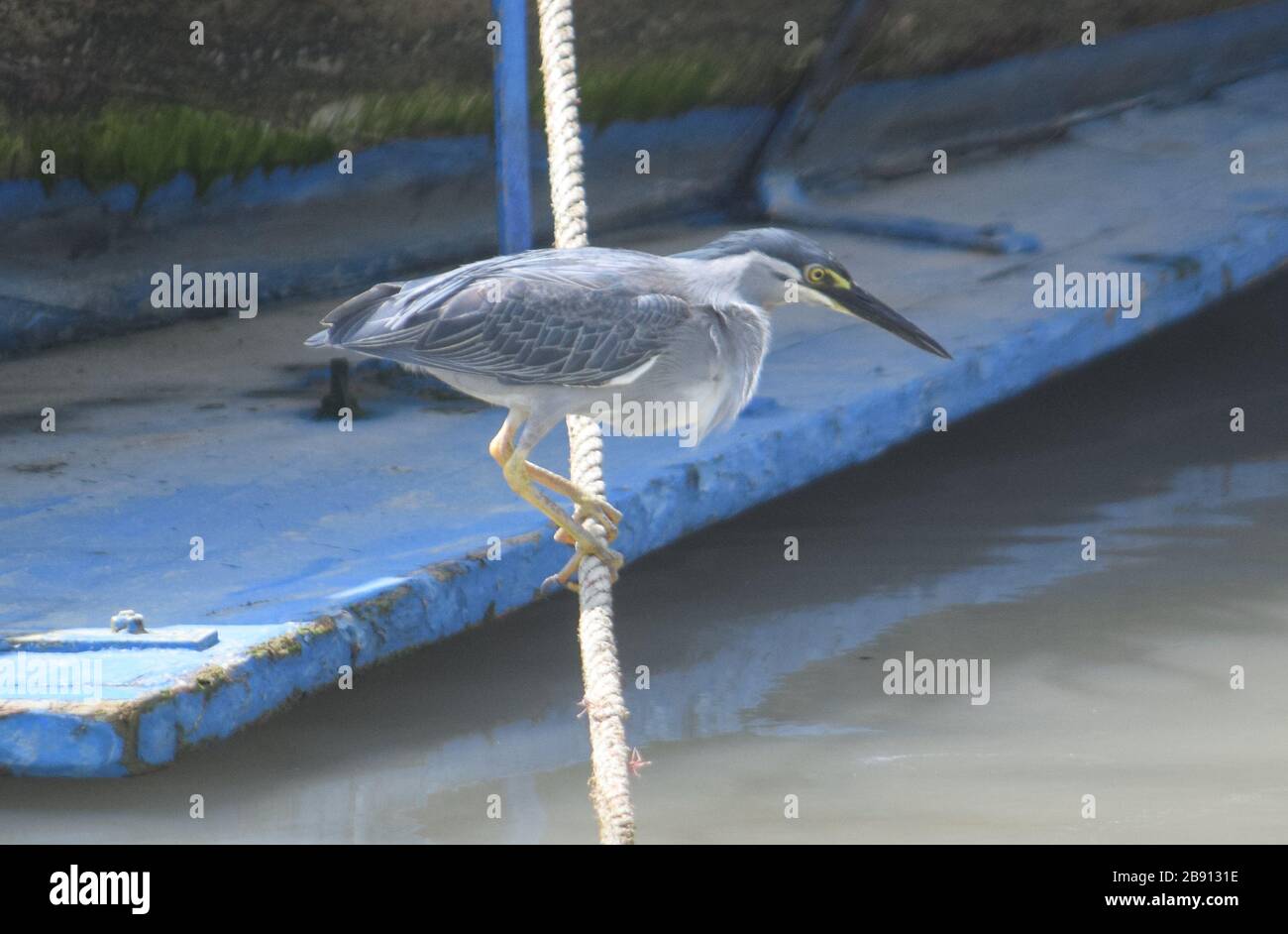 Heron strié, Krabi 190120 Banque D'Images