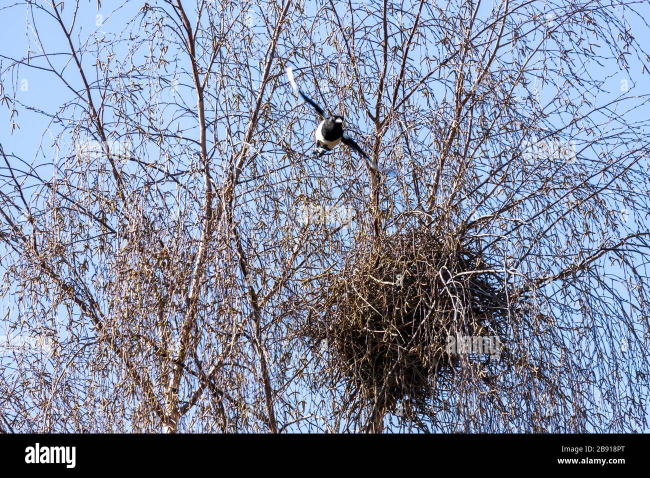 Un magpie et son nid dans un bouleau argenté dans la banlieue de Gloucester UK Banque D'Images