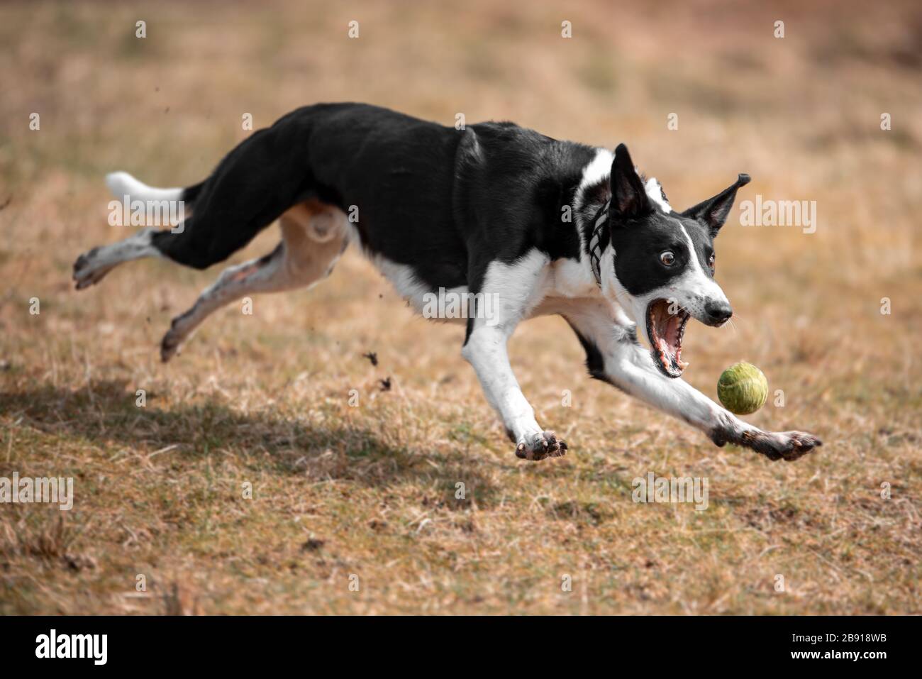 Capture d'action d'un chien de brebis noir et blanc qui marche dans un champ. Banque D'Images