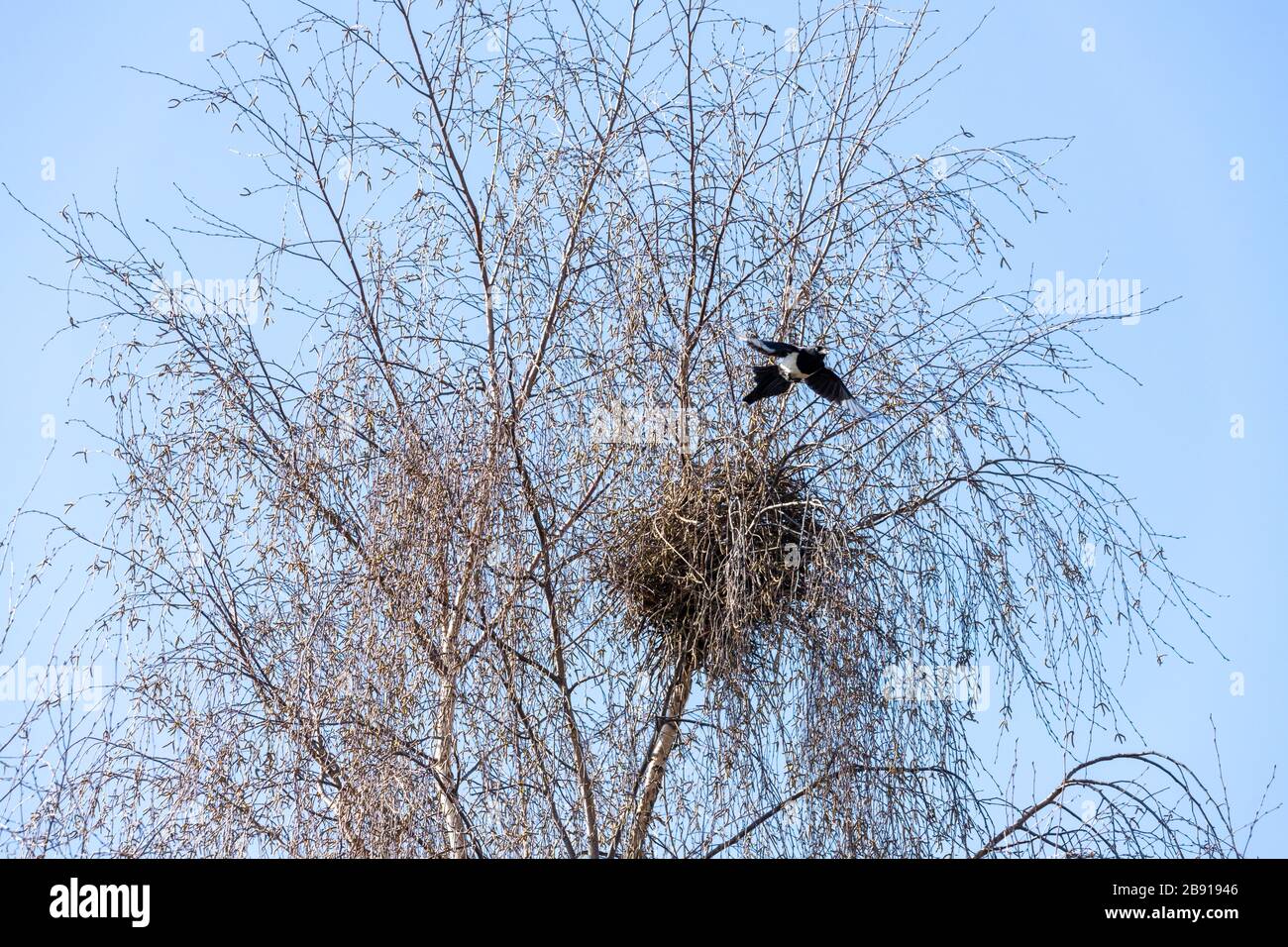 Un magpie et son nid dans un bouleau argenté dans la banlieue de Gloucester UK Banque D'Images