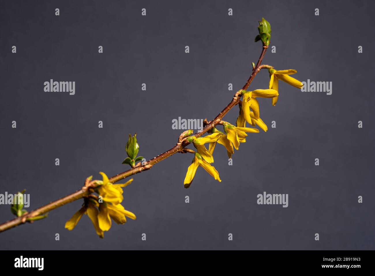 Forsythia x intermedia Lynwood variété, forsythia Lynwood variété, Oleaceae. Arbuste fleuri printanier avec fleurs jaunes dorées. Banque D'Images