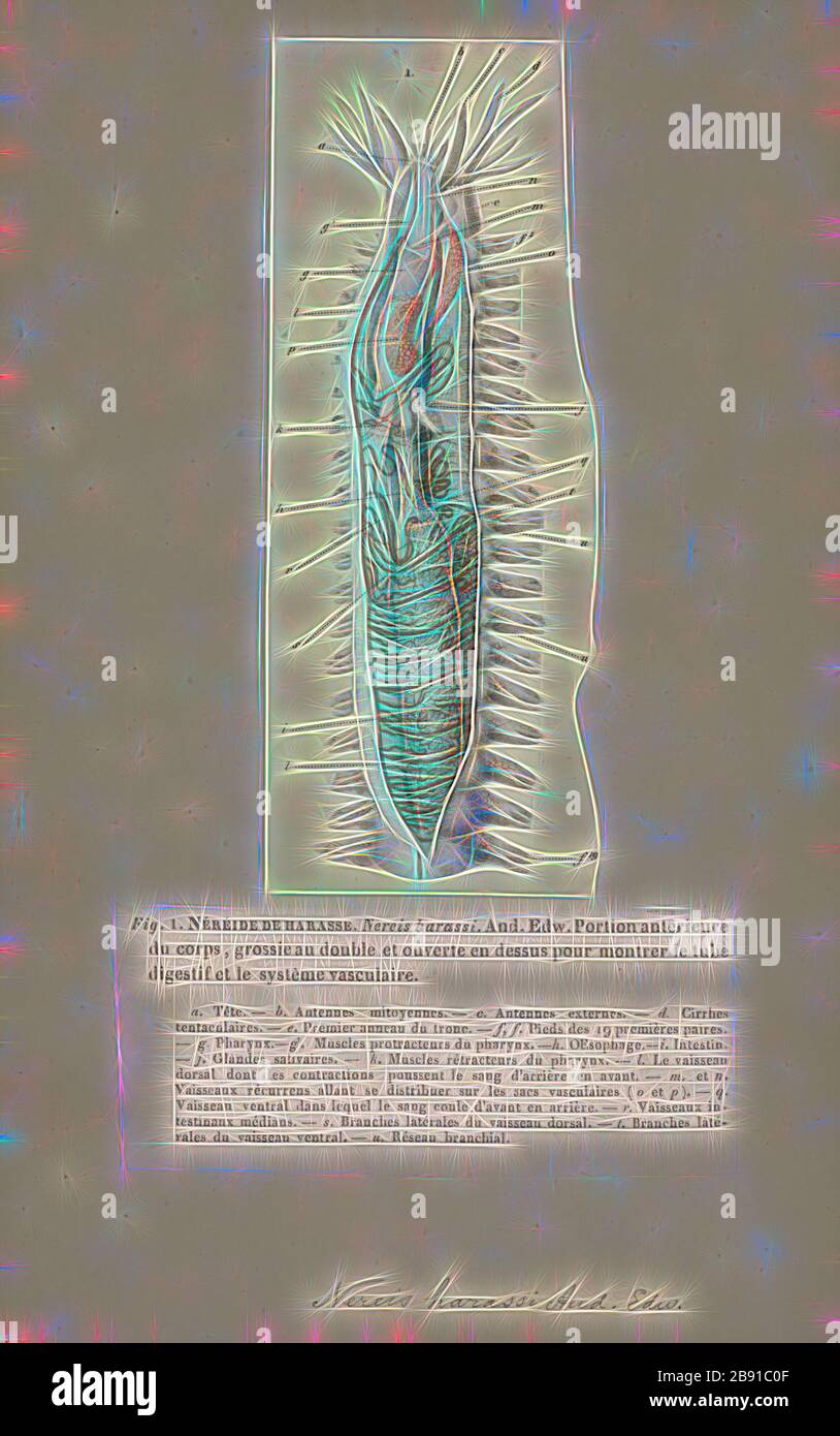 Harassi Nereis Nereis, Print, est une espèce de vers polychètes dans la famille Nereididae. Il comprend de nombreuses espèces, dont la plupart sont marines. Nereis possèdent des soies et parapodes de locomotion. Ils peuvent avoir deux types de soies, qui se trouvent sur le parapodes. Soies aciculaires fournir un soutien. Soies locomotrice sont pour ramper, et sont les poils qui sont visibles sur l'extérieur de l'Polychètes. Ils sont de forme cylindrique, trouvée non seulement dans les zones sablonneuses, et elles sont adaptées aux terrier. Souvent, ils s'accrochent à des herbiers de posidonies (herbe) ou autres sur les roches et parfois se rassembler dans de grands groupes. L Banque D'Images