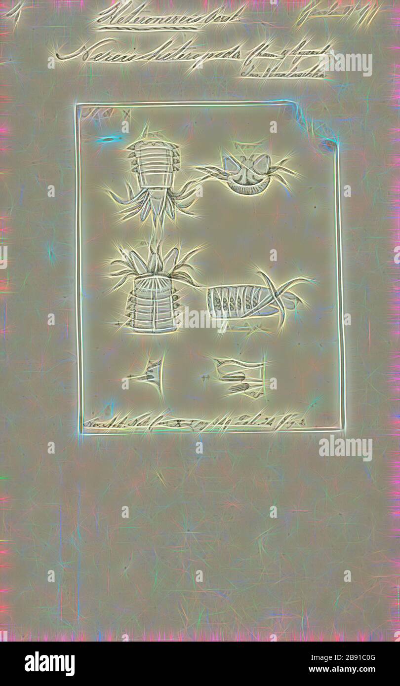 Nereis heteropoda, Imprimer, Nereis est un genre de vers polychètes dans la famille Nereididae. Il comprend de nombreuses espèces, dont la plupart sont marines. Nereis possèdent des soies et parapodes de locomotion. Ils peuvent avoir deux types de soies, qui se trouvent sur le parapodes. Soies aciculaires fournir un soutien. Soies locomotrice sont pour ramper, et sont les poils qui sont visibles sur l'extérieur de l'Polychètes. Ils sont de forme cylindrique, trouvée non seulement dans les zones sablonneuses, et elles sont adaptées aux terrier. Souvent, ils s'accrochent à des herbiers de posidonies (herbe) ou autres sur les roches et parfois se rassembler dans de grands groupes. Banque D'Images