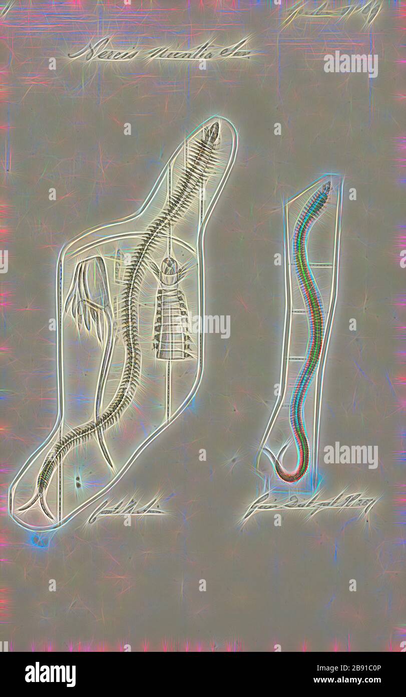 Nereis nuntia, Imprimer, Nereis est un genre de vers polychètes dans la famille Nereididae. Il comprend de nombreuses espèces, dont la plupart sont marines. Nereis possèdent des soies et parapodes de locomotion. Ils peuvent avoir deux types de soies, qui se trouvent sur le parapodes. Soies aciculaires fournir un soutien. Soies locomotrice sont pour ramper, et sont les poils qui sont visibles sur l'extérieur de l'Polychètes. Ils sont de forme cylindrique, trouvée non seulement dans les zones sablonneuses, et elles sont adaptées aux terrier. Souvent, ils s'accrochent à des herbiers de posidonies (herbe) ou autres sur les roches et parfois se rassembler dans de grands groupes. Ils Banque D'Images