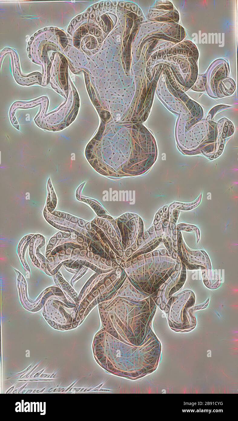 Octopus cirrhosus, Print, l'Octopus est un mollusque à huit couches de l'ordre Octopoda. Environ 300 espèces sont reconnues, et l'ordre est groupé dans la classe Céphalopoda avec des calmars, des seiches et des nautiloïdes. Comme les autres céphalopodes, l'Octopus est bilatéralement symétrique avec deux yeux et un bec, avec sa bouche au point central des huit membres (le tentacle est utilisé comme terme parapluie pour les membres du céphalopodes, toutefois, dans un contexte théologique, le bras est utilisé pour désigner de tels membres alors que le tentacle est réservé aux appendices alimentaires non trouvés sur les octofuses). Le corps souple peut Banque D'Images