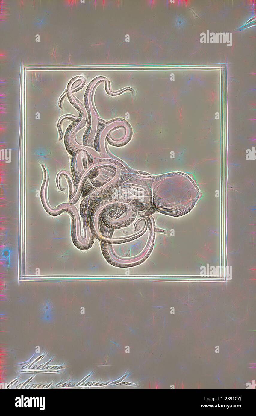 Octopus cirrhosus, Print, l'Octopus est un mollusque à huit couches de l'ordre Octopoda. Environ 300 espèces sont reconnues, et l'ordre est groupé dans la classe Céphalopoda avec des calmars, des seiches et des nautiloïdes. Comme les autres céphalopodes, l'Octopus est bilatéralement symétrique avec deux yeux et un bec, avec sa bouche au point central des huit membres (le tentacle est utilisé comme terme parapluie pour les membres du céphalopodes, toutefois, dans un contexte théologique, le bras est utilisé pour désigner de tels membres alors que le tentacle est réservé aux appendices alimentaires non trouvés sur les octofuses). Le corps souple peut Banque D'Images