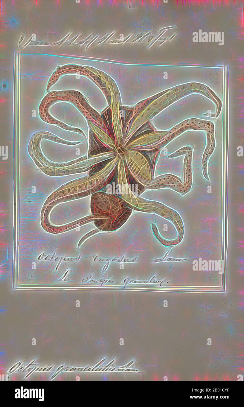 Octopus granulatus, Print, l'Octopus est un mollusque corsé et à huit couches de l'ordre Octopoda. Environ 300 espèces sont reconnues, et l'ordre est groupé dans la classe Céphalopoda avec des calmars, des seiches et des nautiloïdes. Comme les autres céphalopodes, l'Octopus est bilatéralement symétrique avec deux yeux et un bec, avec sa bouche au point central des huit membres (le tentacle est utilisé comme terme parapluie pour les membres du céphalopodes, toutefois, dans un contexte théologique, le bras est utilisé pour désigner de tels membres alors que le tentacle est réservé aux appendices alimentaires non trouvés sur les octofuses). Le corps souple peut Banque D'Images