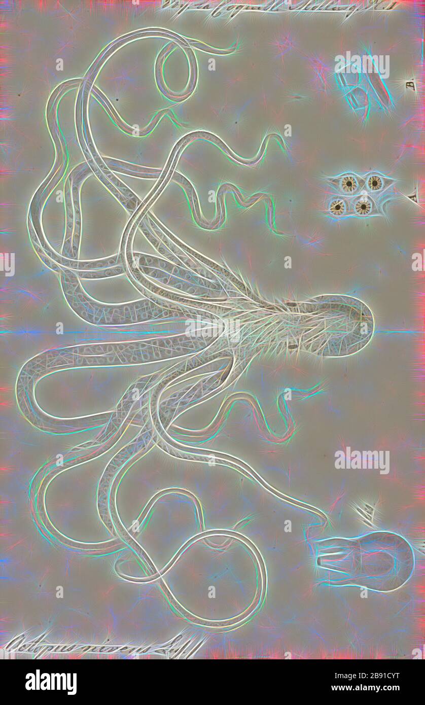 Octopus niveus, Print, l'Octopus est un mollusque corsé et à huit couches de l'ordre Octopoda. Environ 300 espèces sont reconnues, et l'ordre est groupé dans la classe Céphalopoda avec des calmars, des seiches et des nautiloïdes. Comme les autres céphalopodes, l'Octopus est bilatéralement symétrique avec deux yeux et un bec, avec sa bouche au point central des huit membres (le tentacle est utilisé comme terme parapluie pour les membres du céphalopodes, toutefois, dans un contexte théologique, le bras est utilisé pour désigner de tels membres alors que le tentacle est réservé aux appendices alimentaires non trouvés sur les octofuses). Le corps doux peut rap Banque D'Images