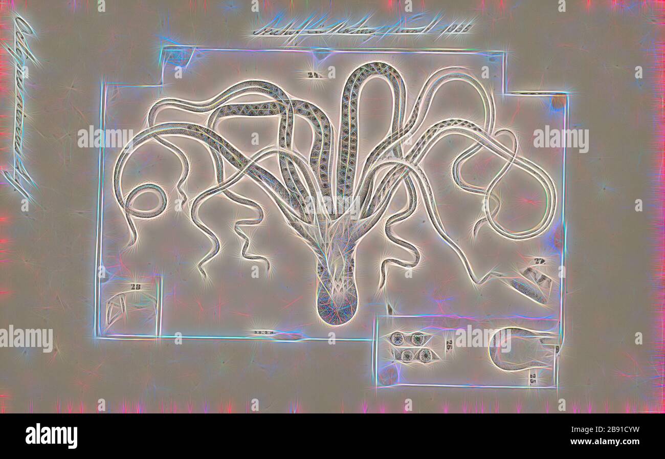 Octopus niveus, Print, l'Octopus est un mollusque corsé et à huit couches de l'ordre Octopoda. Environ 300 espèces sont reconnues, et l'ordre est groupé dans la classe Céphalopoda avec des calmars, des seiches et des nautiloïdes. Comme les autres céphalopodes, l'Octopus est bilatéralement symétrique avec deux yeux et un bec, avec sa bouche au point central des huit membres (le tentacle est utilisé comme terme parapluie pour les membres du céphalopodes, toutefois, dans un contexte théologique, le bras est utilisé pour désigner de tels membres alors que le tentacle est réservé aux appendices alimentaires non trouvés sur les octofuses). Le corps doux peut rap Banque D'Images